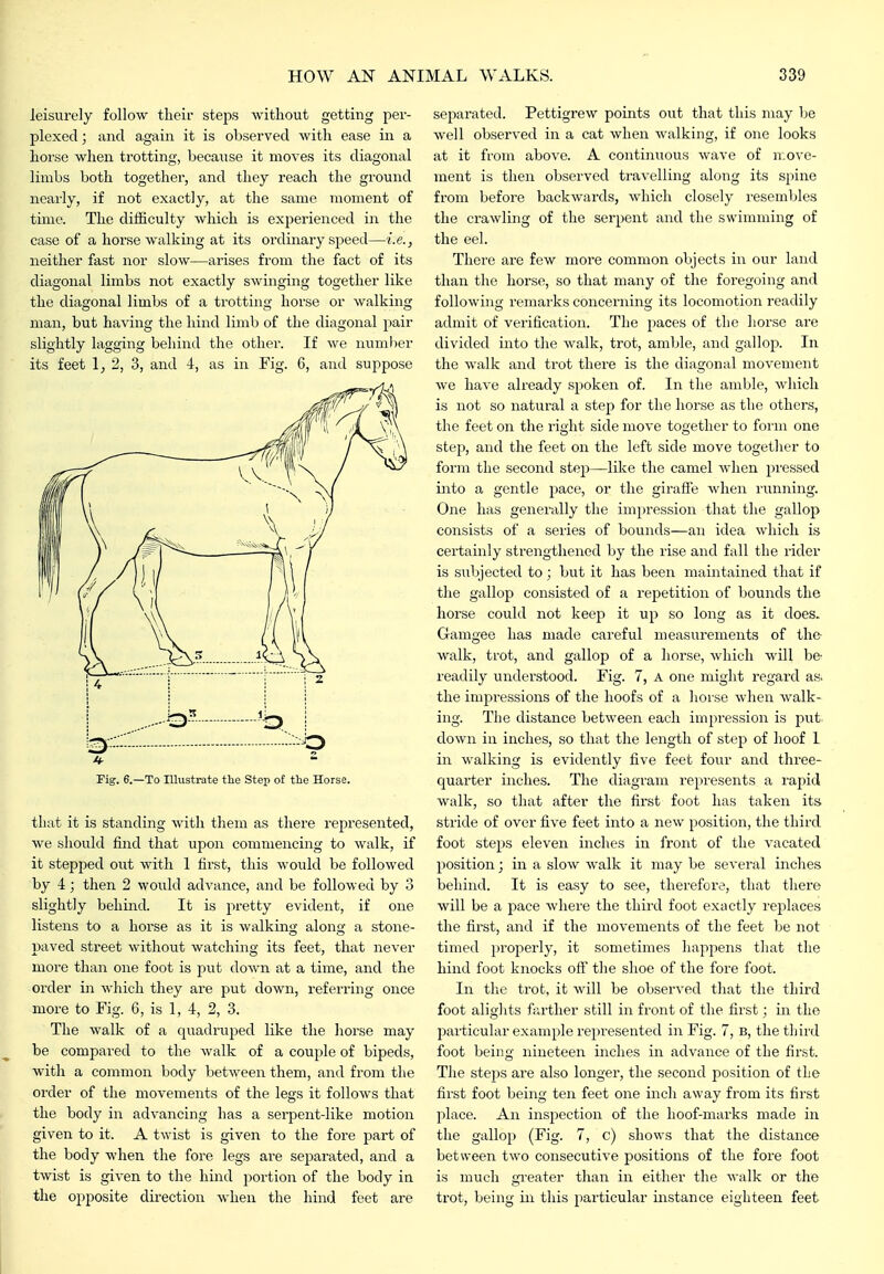 leisurely follow tlieii steps Avithout getting per- plexed ; and again it is observed with ease in a liorse when ti'otting, becaiise it moves its diagonal limbs both togethei-, and they reach the ground neai'ly, if not exactly, at the same moment of time. The diiiiculty which is experienced in the case of a horse walking at its ordinary speed—i.e., neither fast nor slow—arises from the fact of its diagonal limbs not exactly swinging together like the diagonal limbs of a trotting horse or walking man, but having the hind limb of the diagonal pair slightly lagging behind the other. If we number its feet Ij 2, 3, and 4, as in Fig. 6, and suppose n ---^ Fig. 6.—To Illustrate the Step of the Horse. that it is standing with them as there represented, we should find that upon commencing to walk, if it stepped out with 1 first, this would be followed by 4; then 2 would advance, and be followed by 3 slightly behind. It is pretty evident, if one listens to a horse as it is walking along a stone- paved street without watching its feet, that never more than one foot is put down at a time, and the order in which they are put down, referring once more to Fig. 6, is 1, 4, 2, 3. The walk of a quadruped like the horse may be compared to the walk of a couple of bipeds, with a common body between them, and from the order of the movements of the legs it follows that the body in advancing has a serpent-like motion given to it. A twist is given to the fore part of the body when the fore legs are separated, and a twist is given to the hind portion of the body in the opposite direction when the hind feet are separated. Pettigrew points out that this may be well observed in a cat when walking, if one looks at it from above. A continuous wave of move- ment is then observed travelling along its spine from before backwards, which closely resembles the crawling of the serpent and the swimming of the eel. There are few more common objects in our laud than the horse, so that many of the foregoing and following remarks concerning its locomotion readily admit of verification. The paces of the horse are divided into the walk, trot, amble, and gallop. In the walk and trot there is the diagonal movement we have already spoken of. In the amble, which is not so natural a step for the horse as the others, the feet on the right side move together to form one step, and the feet on the left side move together to form the second step—like the camel when pressed into a gentle pace, or the giraffe when running. One has generally the impression that the gallop consists of a series of bounds—an idea which is certainly strengthened by the rise and fall the rider is subjected to ] but it has been maintained that if the gallop consisted of a repetition of bounds the horse could not keep it up so long as it does. Gamgee has made careful measurements of the- walk, trot, and gallop of a horse, which will be- readily understood. Fig. 7, A one might regaixl as. the impressions of the hoofs of a horse when walk- ing. The distance between each impression is put down in inches, so that the length of step of hoof 1 in walking is evidently five feet four and three- quarter inches. The diagram represents a rapid walk, so that after the first foot has taken its stride of over five feet into a new position, the third foot steps eleven inches in front of the vacated position; in a slow walk it may be several inches behind. It is easy to see, therefore, that there will be a pace where the third foot exactly replaces the first, and if the movements of the feet be not timed properly, it sometimes happens that the hind foot knocks off the shoe of the fore foot. In the trot, it will be observed that the third foot alights ftirther still in front of the first; in the particular example represented in Fig. 7, B, the tliird foot being nineteen inches in advance of the first. The steijs are also longer, the second position of the first foot being ten feet one inch away from its first place. An inspection of the hoof-marks made in the gallop (Fig. 7, c) shows that the distance between two consecutive positions of the fore foot is much greater than in either the walk or the trot, being in this particular instance eighteen feet