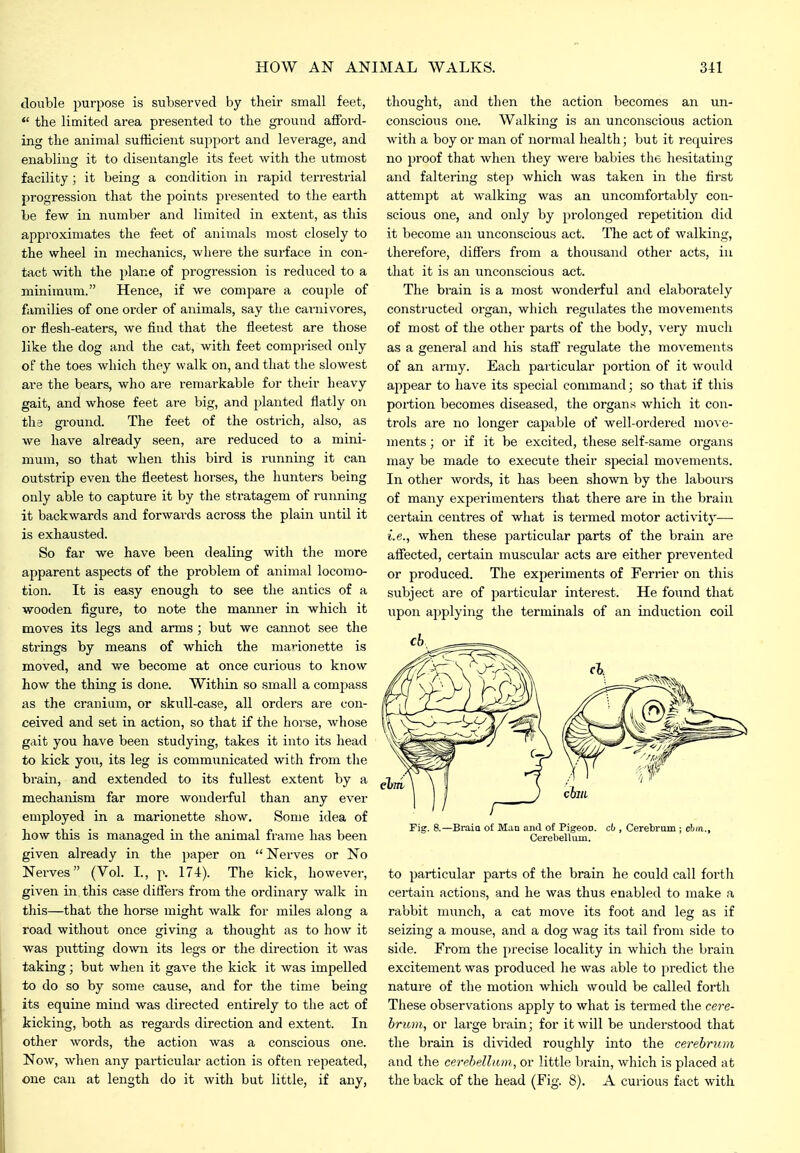 tloiible purpose is subserved by their small feet,  the limited area presented to the ground afford- ing the animal sufficient support and leverage, and enabling it to disentangle its feet with the utmost facility ; it being a condition in rapid terrestrial progression that the points presented to the earth be few in number and limited in extent, as this approximates the feet of animals most closely to the wheel in mechanics, where the surface in con- tact with the plane of progression is reduced to a minimum. Hence, if we compare a couple of families of one order of animals, say the carnivores, or flesh-eaters, we find that the fleetest are those like the dog and the cat, with feet comprised only of the toes which they walk on, and that the slowest are the bears, who are remarkable for their heavy gait, and whose feet are big, and planted flatly on the ground. The feet of the ostrich, also, as we have already seen, are reduced to a mini- mum, so that when this bird is running it can outstrip even the fleetest horses, the hunters being only able to capture it by the stratagem of running it backwards and forwards across the plain until it is exhausted. So far we have been dealing with the more apparent aspects of the problem of animal locomo- tion. It is easy enough to see the antics of a wooden figure, to note the maimer in which it moves its legs and arms ; but we cannot see the strings by means of which the mar-ion ette is moved, and v/e become at once curious to know how the thing is done. Within so small a compass as the cranium, or skull-case, all orders are con- ceived and set in action, so that if the horse, whose gait you have been studying, takes it into its head to kick you, its leg is communicated with from tlie brain, and extended to its fullest extent by a mechanism far more wonderful than any ever employed in. a marionette show. Some idea of how this is managed in the animal frame has been given already in the paper on  Nerves or No Nerves (Vol. I., p. 174). The kick, however, given in this case differs from the ordinary walk in this—that the horse might walk for miles along a road without once giving a thought as to how it was putting down its legs or the direction it was taking; but when it gave the kick it was impelled to do so by some cause, and for the time being its equine mind was directed entirely to the act of kicking, both as regards direction and extent. In other words, the action was a conscious one. Now, when any pai-ticular action is often repeated, one can at length do it with but little, if any, thought, and then the action becomes an un- conscious one. Walking is an unconscious action with a boy or man of normal health; but it requires no proof that when they were babies the hesitating and faltering step which was taken in the first attempt at walking was an uncomfortably con- scious one, and only by prolonged repetition did it become an unconscious act. The act of walking, therefore, differs from a thousand other acts, iu that it is an unconscious act. The brain is a most wonderful and elaborately constructed organ, which regulates the movements of most of the other parts of the body, very much as a general and his staff regulate the movements of an army. Each particular portion of it would appear to have its special command; so that if this portion becomes diseased, the organs which it con- trols are no longer capable of well-ordered mo\ e- ments; or if it be excited, these self-same organs may be made to execute their special movements. In other words, it has been shown by the labours of many experimenters that there are in the brain certain centres of what is termed motor activity— i.e., when these particular parts of the brain are affected, certain muscular acts are either prevented or produced. The experiments of Ferrier on this subject are of particular interest. He found that upon applying the terminals of an induction coil Fig. 8.—Braia of Maa and of Pigeon. c6 , Cerebrum ; cbin., Cerebellum. to particular parts of the brain he could call forth certain actions, and he was thus enabled to make a ra'obit munch, a cat move its foot and leg as if seizing a mouse, and a dog wag its tail from side to side. From the precise locality in which the brain excitement was produced he was able to predict the nature of the motion which would be called forth These observations apply to what is termed the cere- hrum, or large brain; for it will be understood that the brain is divided roughly into the cerebrum and the cerebellum, or little brain, which is placed at the back of the head (Fig. 8). A curious fact with