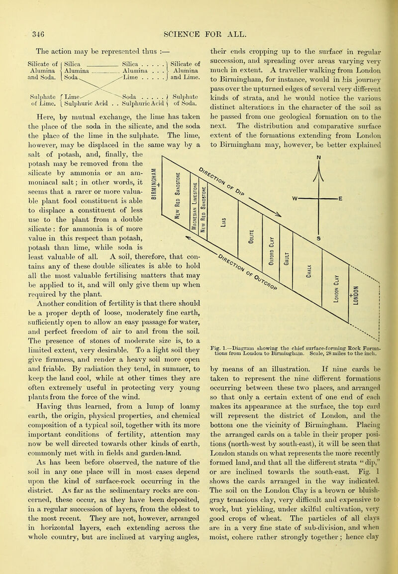 The action may be represented thus :— Silicate of ( Silica _ Alumina \ Alumina and Soda. [ Soda Sulphate of Lime. Silica 1 Silicate of Alumina Aluinina r Lime- \ Sulphuric Acid Lime J and Lime Soda ) Sulphate Sulphuric Acid ( of Soda, Here, by mutual exchange, the lime has taken the place of the soda in the silicate, and the soda the place of the lime in the sulphate. The lime, howevei', may be displaced in the same way by a salt of potash, and, finally, the potash may be removed from the silicate by ammonia or an am- 5 moniacal salt; in other words, it seems that a rarer or more valua- S ble plant food constituent is able ™ to displace a constituent of less use to the plant from a double silicate: for ammonia is of more value in this respect than potash, potash than lime, while soda is least valuable of all. A soil, therefore, that con- tains any of these double silicates is able to hold all the most valuable fertilising matters that may be applied to it, and will only give them up when required by the plant. Another condition of fertility is that there should be a ]>roper depth of loose, moderately fine earth, sufficiently open to allow an easy passage for water, and perfect freedom of air to and from the soil. The presence of stones of moderate size is, to a limited extent, very desirable. To a light soil they give firmness, and render a heavy soil more open and friable. By radiation they tend, in summer, to keep the land cool, while at other times they are often extremely useful in protecting very young plants from the force of the wind. Having thus learned, from a lump of loamy earth, the origin, pliysical properties, and chemical composition of a typical soil, together with its more important conditions of fertility, attention may now be well directed towards other kinds of earth, commonly met with in fields and garden-land. As has been before observed, the nature of the soil in any one place will in most cases depend upon the kind of surface-rock occurring in the district. As far as the sedimentary rocks are con- cerned, these occur, as they have been deposited, in a regular succession of layers, from the oldest to the most recent. They are not, however, arranged in horizontal layers, each extending across the whole country, but are inclined at vai-ying angles, their ends cropping up to the surface' in regular succession, and spreading over areas A'arying very much in extent. A traveller walking from London to Birmingham, for instance, would in his journe)- pass over the upturned edges of several very different kinds of strata, and he would notice the various distinct alterations in the character of the soil as he passed from one geological formation on to the next. The distribution and comparative surface extent of the formations extending from London to Birmingham may, however, be better explained Fig. 1.—Diagram sliowing tlie chief surface-formiug Eock Forma- tions from Loudou to Bii-miugliMn. Scale, 28 miles to the inch. by means of an illustration. If nine cards be taken to represent the nine different formations occurring between these two places, and arranged so that only a certain extent of one end of each makes its appearance at the surface, the top card will represent the district of London, and the bottom one the vicinity of Birmingham. Placuig the arranged cards on a table in their proper posi- tions (north-west by south-east), it will be seen that London stands on what represents the more recently formed land, and that all the different strata  dip, or are inclined towards the south-east. Fig. 1 shows the cards arranged in the way indicated. The soil on the London Clay is a brown or bluish- gray tenacious clay, very difficult and expensive to work, but yielding, under skilful cultivation, very good crops of wheat. The ^^articles of all clays are in a very fine state of sub-division, and when moist, cohere rather strongly together; hence clay