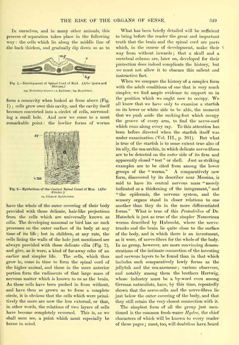111 ourselves, and in many other animals, this process of separation takes place in the following way: the cells which lie along the middle line of the back thicken, and gradually dip down so as to Tig. 1.—Development of Spinal Cord of Bird. {Jj'ter Qmin, and Sliatpey.) mg, McOulIary Groo\ o ; c, Epibiast; hy. Hypoblast. form a concavity when looked at from above (Fig. 1); cells grow over this cavity, and the cavity itself becomes converted into a circlet of cells, surround- ing a small liole. And now we come to a most x'emarkable point: the lowlier forms of worms Tig. 2.—EpitUeliuin of the Central Spinal Canal of Man. {After Sirkker.) ce. Ciliated Epitliolium. have the whole of the outer covering of their body provided with those delicate, hair-like projections from tlie cells which are universally known as cilia. The developing mammal or bird has no such processes on the outer surface of its body at any time of its life; but in children, at any rate, the •cells lining the walls of the hole just mentioned are always pi-ovided with these delicate cilia (Fig. 2), and give, as it were, a kind of far-away echo of an earlier and simpler life. The cells, which thus grow in, come in time to form the spinal cord of the higher animal, and those in the more anterior portion form the rudiments of that large mass of nervous matter which is known to us as the brain. As these cells have been pushed in fi-om without, and have then so grown as to form a complete circle, it is obvious that the cells which were primi- tively the more ai-e now the less external, or that, in other words, the relations of two layers of cells have become completely reversed. This is, as we shall soon see, a point which must especially be iiorne in mind. What has been briefly detailed will be sufficient to bring before the reader the great and impoi'tant truth that the brain and the spinal cord are parts which, in the course of development, make their <- way from without inwards; that a skull and a vertebral column are, later on, developed for their protection does indeed complicate the history, but we must not allow it to obscure this salient and instructive fact. When we compare tlie history of a complex form with the adult conditions of one that is very much simpler, we find ample evidence to support us in the position which we ought now to occupy. We all know that we have only to examine a starfish on its lower or white side to be able, the moment that we push aside the sucking-feet which occupy the gi'oovc of every arm, to find the nerve-cord which runs along every ray. To this attention has been before directed when the starfish itself was under examination (Vol. III., p. 301). But what is true of tlie starfish is to some extent true also of its ally, the sea-urchin, in which delicate nerve-fibres are to be detected on the ou(e7- side of its firm and apparently closed  test or sliell. Just as striking examples are to be cited from among the lower groups of the worms. A comparatively new form, discovered by its describer near Messina, is said to have its central nervous mass merely indicated as a thickening of the integument, and  the epidermis, the nervous system, and the sensory organs stand in closer relations to one another than they do in the more difterentiated forms. What is true of this Protodrilus of Dr. Hatschek is just as true of the simpler Nemertean worms described by Hubreciit, where the nerve- trunks and the brain lie quite close to the surface of the body, and in which there is an investment, as it were, of nerve-fibres for the wliole of the body. In no group, however, are more convincing demon- strations of the intimate connection of the investing and nervous layers to be found than in that which includes such comparatively lowly forms as the jellyfish and the sea-anemone; various observers, and notably among them the brothers Hertwig, whose industry must be a by-word even among German natuiulists, have, by this time, repeatedly shown that the nerve-cells and the nerve-fibres lie just below the outer covering of the body, and tliat they still retain the very closest connection with it. The simplest form of all the group just men- tioned is the common fresh-water Hydra, the chief cliaracters of which will be known to e\'ery reader of these pages; most, too, will doubtless have heard