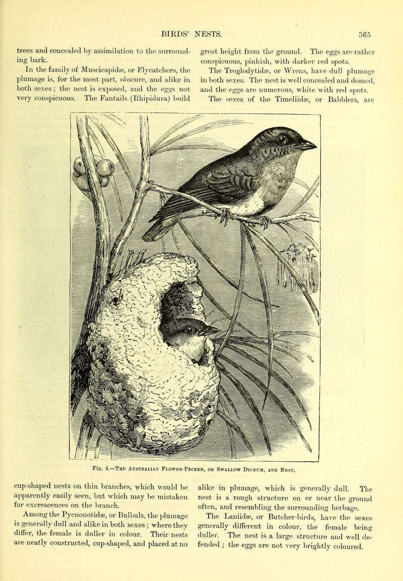 great lieight from the ground. The eggs aroratlicr conspicuous, pinkish, with darker red spots. The Troglodytidffi, or Wrens, have dull plumage in both sexes. The nest is well concealed and domed, and the eggs are numerous, white with red spots. The sexes of the Timeliidaj, or Babblers, arc Fig. 4.—The Austeaiian Flower-Pecker, or Swallow Dic*:um, and Nest. alike in plumage, which is generally dull. The nest is a rough structure on or near the ground often, and resembling the surrounding herbage. The Laniidfe, or Butcher-birds, have the sexes generally different in colour, the female being duller. The nest is a large structure and well de- fended ; the eggs are not very brightly coloured. trees and concealed by assimilation to the surround- ing bark. In the family of Muscicapidffi, or Flycatchers, the plumage is, for the most part, obscure, and alike in both sexes; the nest is exposed, and the eggs not very conspicuous. The Fautails (Rhi})idura) build cup-shaped nests on thin branches, which would be apparently easily seen, but which may be mistaken for excrescences on the branch. Among the Pycnonotidse, or Bulbuls, the plumage is generally dull and alike in both sexes ; where they diffei-, the female is duller in colour. Their nests are neatly constructed, cup-shaped, and placed at no