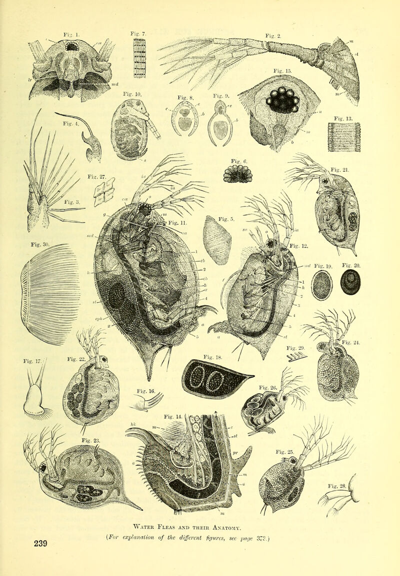 Water Fleas axd their Anatomy. {For cxplanaiion of the different iigures, see pcifje 373.)
