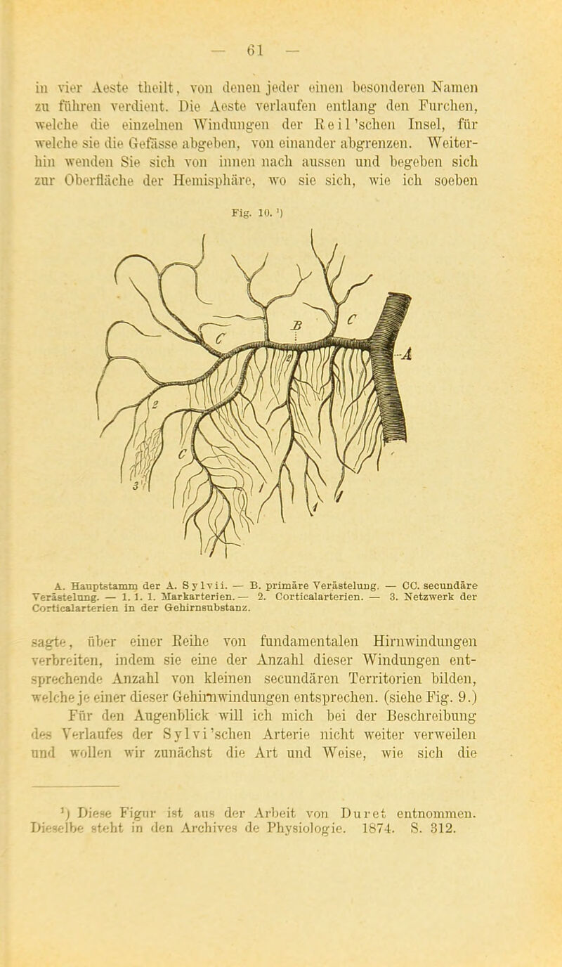 in vier Aeste tlieilt, von denen jedor einen besonderen Namen zu filhren verdient. Die Aeste vorlaufen entlang den Furclien, welche die einzelnen Windnngen der 1{ e i l'sclien Insel, fur welche sie die Gefâsse abgeben, von einander abgrenzen. Weiter- hin wenden Sie sich von innen nach aii$son und begoben sich zur Oberflâche der Hemisphâre, wo sie sich, wie ich soeben Fig. 10. ') A. Hauptstamm der A. Sylvii. — B. primâre Verâsteluiig. — CC. secuudâre Verâstelnng. — 1.1. 1. Markarterien.— 2. Corticalarterien. — 3. Netzwerk der Corticalarterlen lu der Gehirnsnbstanz. sagte, ûber einer Reibe von fundamentalen Hirnwindungen verbreiten, indem sie eine der Anzabl dieser Winduugen ent- si»rechende Anzahl von kleinen secundâren Territorien bilden, welche je einer dieser Gehiniwindungen entsprechen. (siehe Fig. 9.) Fur den Augenblick will ich mich bei der Beschreibung des Verlaufes der Sylvi'schen Arterie nicht weiter verweilen nnd woUen wir zunâchst die Art und Weise, wie sich die ') Dièse Figiir ist ans der Arbeit von Dur et entnommcn. DieselV;e steht in den Archives de Physiologie. 1874. S. 312.