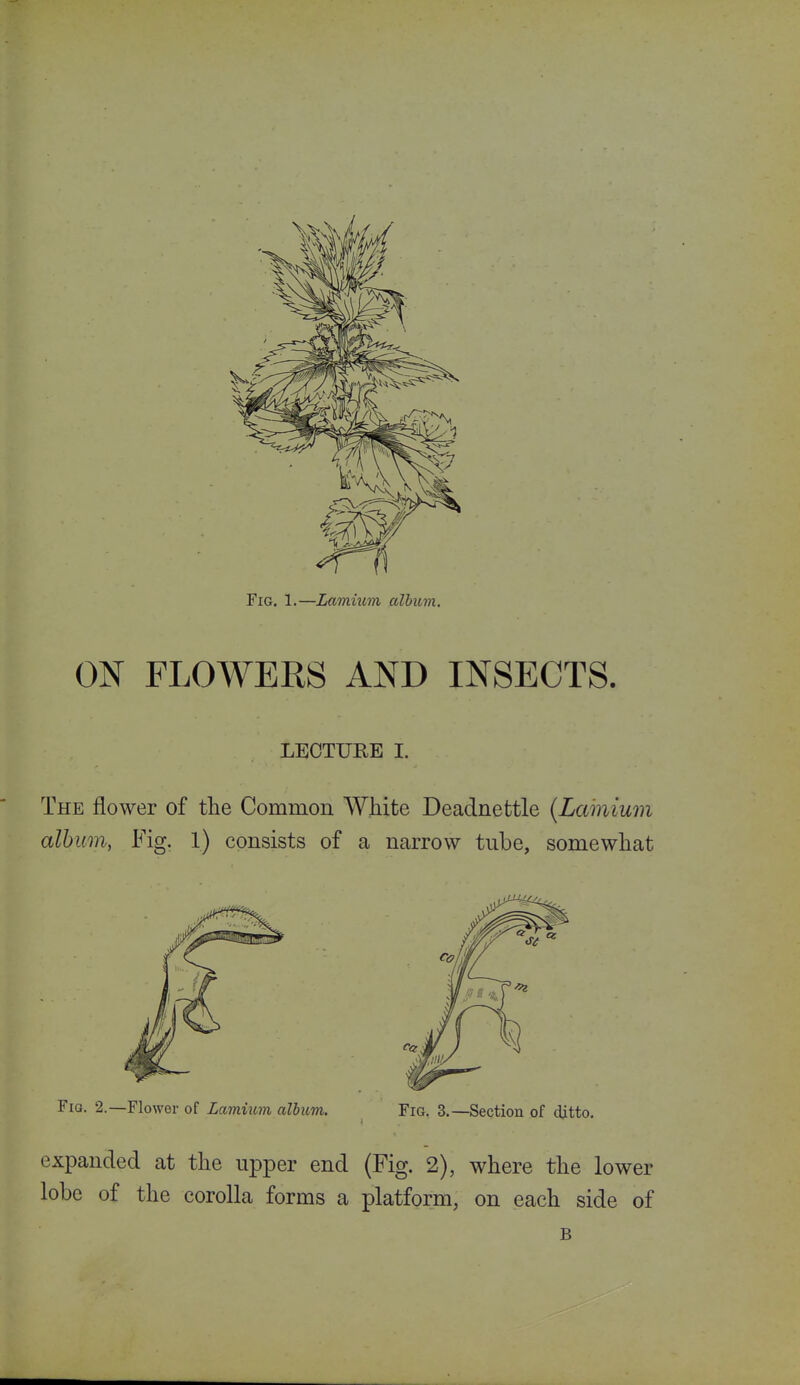 Fig. 1.—Lamium album. ON FLOWERS AND INSECTS. LECTURE I. The flower of the Common White Deadnettle {Lamium albmi, Fig. 1) consists of a narrow tube, somewhat Fia. 2.—Flower of Lamium album. Fig. 3.—Section of ditto. expanded at the upper end (Fig. 2), where the lower lobe of the corolla forms a platform, on each side of B
