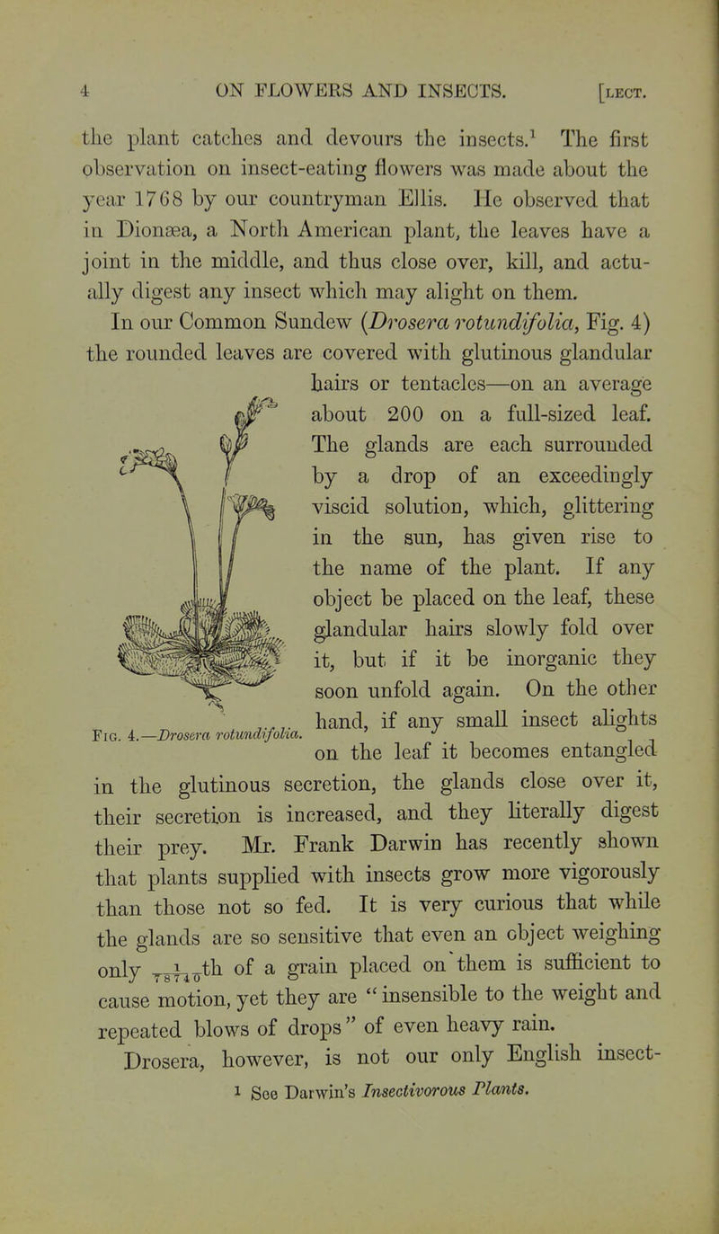the plant catches and devours the insects.^ The first observation on insect-eating flowers w^as made about the year 1768 by our countryman Ellis. He observed that in Dionsea, a North American plant, the leaves have a joint in the middle, and thus close over, kill, and actu- ally digest any insect which may alight on them. In our Common Sundew {Drosera rotimdifolia, Fig. 4) the rounded leaves are covered with glutinous glandular hairs or tentacles—on an average about 200 on a full-sized leaf. The glands are each surrounded by a drop of an exceedingly viscid solution, which, glittering in the sun, has given rise to the name of the plant. If any object be placed on the leaf, these glandular hairs slowly fold over it, but if it be inorganic they soon unfold again. On the other hand, if any small insect alights on the leaf it becomes entangled in the glutinous secretion, the glands close over it, their secretion is increased, and they literally digest their prey. Mr. Frank Darwin has recently shown that plants supplied with insects grow more vigorously than those not so fed. It is very curious that while the glands are so sensitive that even an object weighing only yslio^b of a grain placed on ^ them is sufficient to cause motion, yet they are  insensible to the weight and repeated blows of drops  of even heavy rain. Drosera, however, is not our only English insect- 1 See Darwin's Insectivorous Plants. Fig. L—Drosera rotundifoUa.