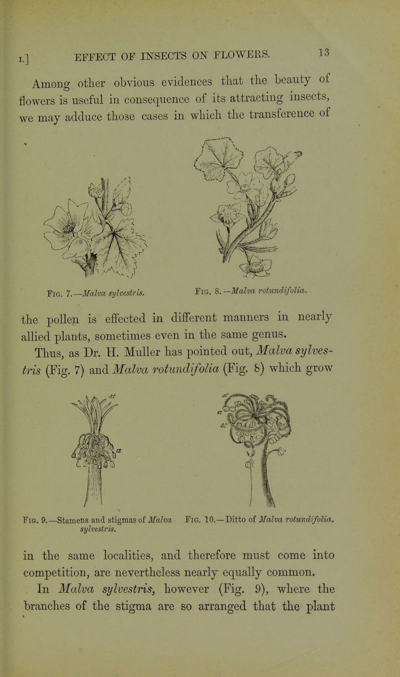 Among other obvious evidences tliat the beauty of flowers is useful in consequence of its attracting insects, we may adduce those cases in which the transference of Fig. 7.—Malva sylvestris. Fig. 8. —Malva rotundifolia. the pollen is effected in different manners in nearly allied plants, sometimes even in the same genus. Thus, as Dr. H. Muller has pointed out, Malva sylves- tris (Fig. 7) and Malva rotundifolia (Fig. &) which grow Fig. 9.—Stamens and stigmas of Malva Fig. 10.—Ditto of Malva rotundifolia. sylvestris. in the same localities, and therefore must come into competition, are nevertheless nearly equally common. In Malva si/lvestris, however (Fig. 9), where the branches of the stigma are so arranged that the plant