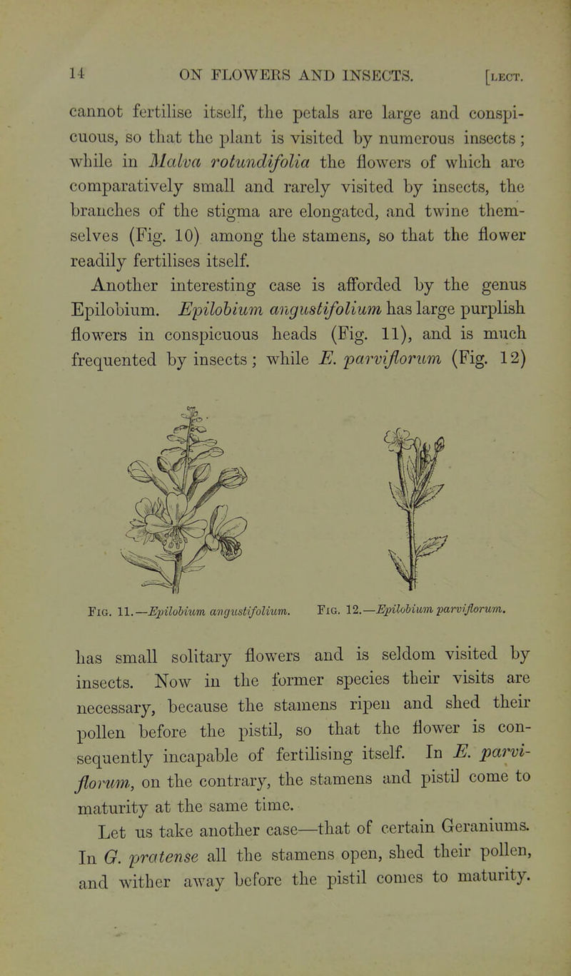 cannot fertilise itself, tlie petals are large and conspi- cuous, so that the plant is visited by numerous insects ; while in Malva rotundifolia the flowers of which are comparatively small and rarely visited by insects, the branches of the stigma are elongated, and twine them- selves (Fig. 10) among the stamens, so that the flower readily fertilises itself. Another interesting case is afforded by the genus Epilobium. Epilobium angusHfolium has large purplish flowers in conspicuous heads (Fig. 11), and is much frequented by insects; while E. parvijlorum (Fig. 12) ¥iG. 11.—Epilobium angiistifoUum. Fig, 12.—Epilobium parvijlorum. has small solitary flowers and is seldom visited by insects. Now in the former species their visits are necessary, because the stamens ripen and shed their pollen before the pistil, so that the flower is con- sequently incapable of fertilising itself. In E. parvi- flormn, on the contrary, the stamens and pistil come to maturity at the same time. Let us take another case—that of certain Geraniums. In G. pra tense all the stamens open, shed their pollen, and wither away before the pistil comes to maturity.