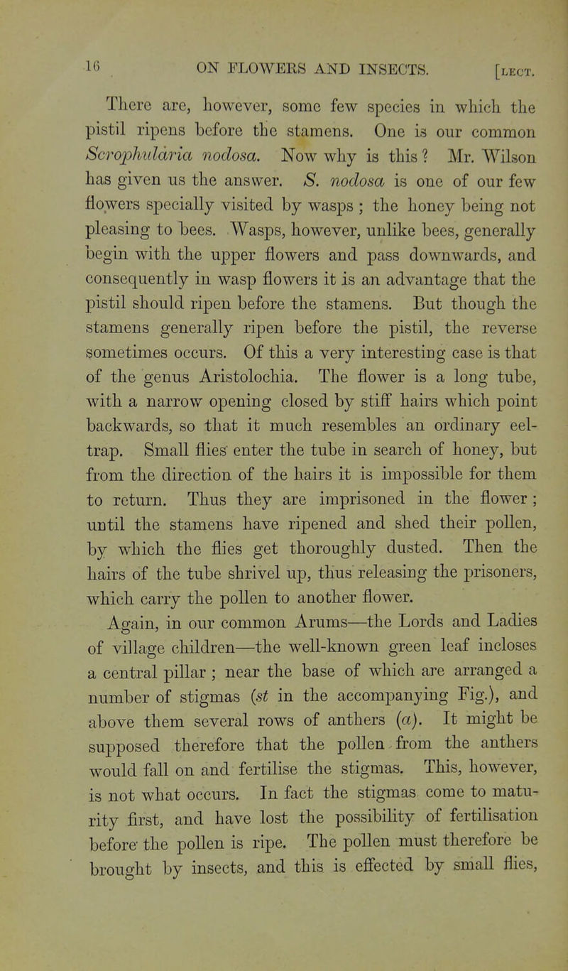 There are, however, some few species in which the pistil ripens before the stamens. One is our common Scrophuldria nodosa. Now why is this ? Mr. Wilson has given us the answer. S. nodosa is one of our few flowers specially visited by wasps ; the honey being not pleasing to bees. Wasps, however, unlike bees, generally begin with the upper flowers and pass downwards, and consequently in wasp flowers it is an advantage that the pistil should ripen before the stamens. But though the stamens generally ripen before the pistil, the reverse sometimes occurs. Of this a very interesting case is that of the genus Aristolochia. The flower is a long tube, Avith a narrow opening closed by stifi hairs which point backwards, so that it much resembles an ordinary eel- trap. Small flies enter the tube in search of honey, but from the direction of the hairs it is impossible for them to return. Thus they are imprisoned in the flower ; until the stamens have ripened and shed their pollen, by which the flies get thoroughly dusted. Then the hairs of the tube shrivel up, thus releasing the prisoners, which carry the pollen to another flower. Again, in our common Arums—the Lords and Ladies of village children—the well-known green leaf incloses a central pillar ; near the base of which are arranged a number of stigmas {st in the accompanying Fig.), and above them several rows of anthers (a). It might be supposed therefore that the pollen from the anthers would fall on and fertilise the stigmas. This, however, is not what occurs. In fact the stigmas come to matu- rity first, and have lost the possibility of fertilisation before- the pollen is ripe. The pollen must therefore be brought by insects, and this is eflfected by small flies.