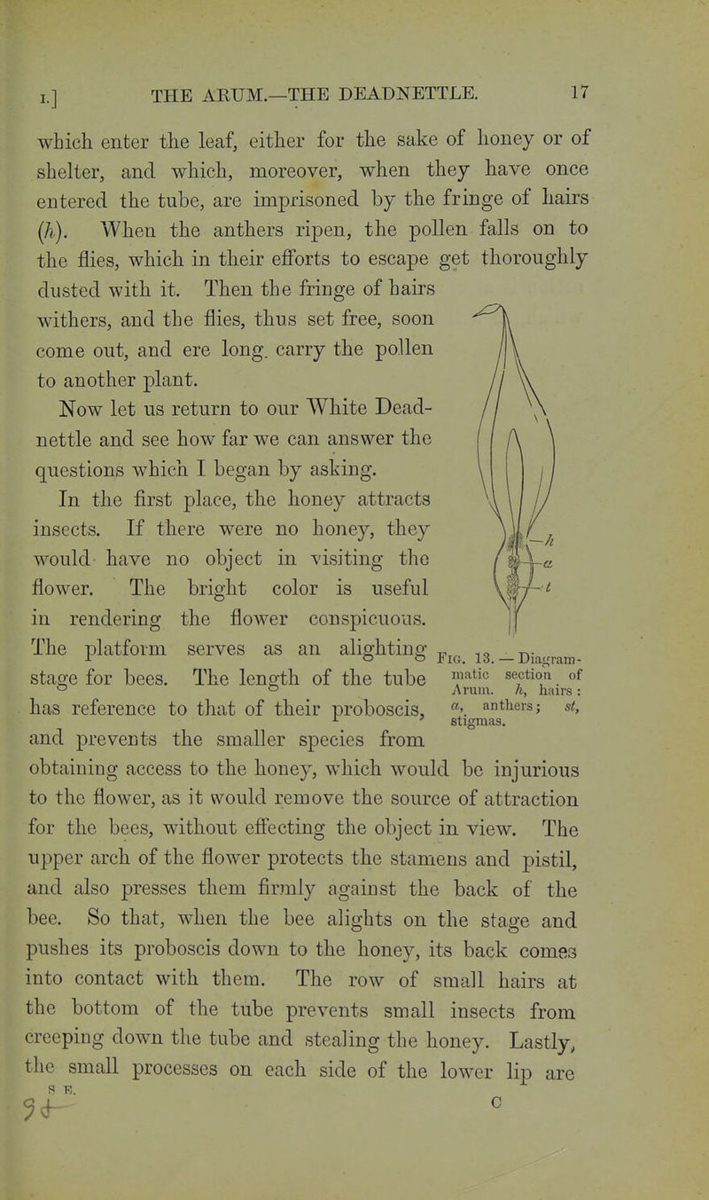 which enter the leaf, either for the sake of honey or of shelter, and which, moreover, when they have once entered the tube, are imprisoned by the fringe of hairs When the anthers ripen, the pollen falls on to the flies, which in their efi'orts to escape get thoroughly dusted with it. Then the fringe of hairs withers, and the flies, thus set free, soon come out, and ere long, carry the pollen to another plant. Now let us return to our White Dead- nettle and see how far we can answer the questions which I began by asking. In the first place, the honey attracts insects. If there were no honey, they would have no object in visiting the flower. The bright color is useful in rendering the flower conspicuous. The platform serves as an alighting [~-h Fig. 13. — Diagram- matic section of y\rum. h, hairs: has reference to that of their proboscis, anthers; st. stage for bees. The length of the tube stigmas. and prevents the smaller species from obtaining access to the honey, which would be injurious to the flower, as it would remove the source of attraction for the bees, without efiecting the object in view. The upper arch of the flower protects the stamens and pistil, and also presses them firmly against the back of the bee. So that, when the bee alights on the stage and pushes its proboscis down to the honey, its back comes into contact with them. The row of small hairs at the bottom of the tube prevents small insects from creeping down the tube and stealing the honey. Lastly, the small processes on each side of the lower lip are c