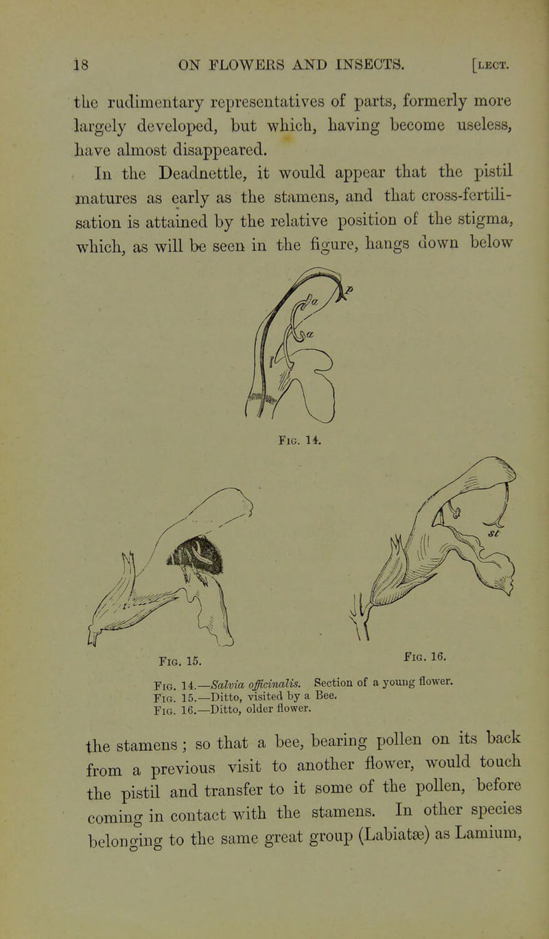 the rudimentary representatives of parts, formerly more largely developed, but which, having become useless, have almost disappeared. In the Deadnettle, it would appear that the pistil matures as early as the stamens, and that cross-fertili- sation is attained by the relative position of the stigma, which, as will be seen in the figure, hangs down below Fig. U. Fig. 15. Fig. 16. Fig. U.—Salvia officinalis. Section of a young flower. Fig. 15.—Ditto, visited by a Bee, Fig. 16.—Ditto, older flower. the stamens; so that a bee, bearing pollen on its back from a previous visit to another flower, would touch the pistil and transfer to it some of the pollen, before coming in contact with the stamens. In other species belonging to the same great group (Labiatae) as Lamium,