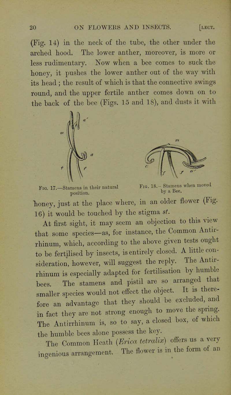 (Fig. 14) in the neck of the tube, the other under the arched hood. The lower anther, moreover, is more or less rudimentary. Now when a bee comes to suck the honey, it pushes the lower anther out of the way with its head ; the result of which is that the connective swings round, and the upper fertile anther comes down on to the back of the bee (Figs. 15 and 18), and dusts it with Fig. 17.—Stamens in their natural position. Fig. 18.- Stamens when moved by a Bee. honey, just at the place where, in an older flower (Fig. 16) it would be touched by the stigma st. At first sight, it may seem an objection to this view that some species—as, for instance, the Common Antir- rhinum, which, according to the above given tests ought to be fertilised by insects, is entirely closed. A little con- sideration, however, will suggest the reply. The Antir- rhinum is especially adapted for fertilisation by humble bees. The stamens and pistil are so arranged that smaller species would not effect the object. It is there- fore an advantage that they should be excluded, and in fact they are not strong enough to move the spnng. The Antirrhinum is, so to say, a closed box, of which the humble bees alone possess the key. The Common Heath (Erica tetmlix) o&evs us a very ingenious arrangement. The flower is in the form of an
