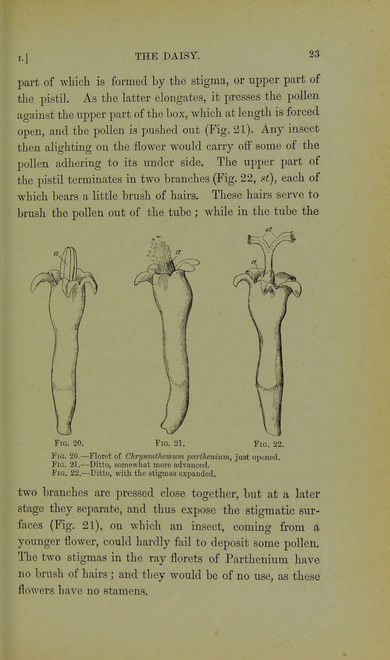 part of wliicli is formed by the stigma, or upper part of the pistil. As the latter elongates, it presses the pollen against the upper part of the box, which at length is forced open, and the pollen is pushed out (Fig. 21). Any insect then alighting on the flower Would carry off some of the pollen adhering to its under side. The upper part of the pistil terminates in two branches (Fig. 22, st), each of which bears a little brush of hairs. These hairs serve to brush the pollen out of the tube; while in the tube the Tig. 20. Fig. 21. Fig. 22. Fig. 20.—Floret of Chrysanthemum parthenium, just opened. Fig. 21.—Ditto, somewhat more advanced. Fig. 22.—Ditto, with the stigmas expanded. two branches are pressed close together, but at a later stage they separate, and thus expose the stigmatic sur- faces (Fig. 21), on which an insect, coming from a younger flower, could hardly fail to deposit some pollen. The two stigmas in the ray florets of Parthenium have no brush of hairs; and they would be of no use, as these flowers have no stamens.