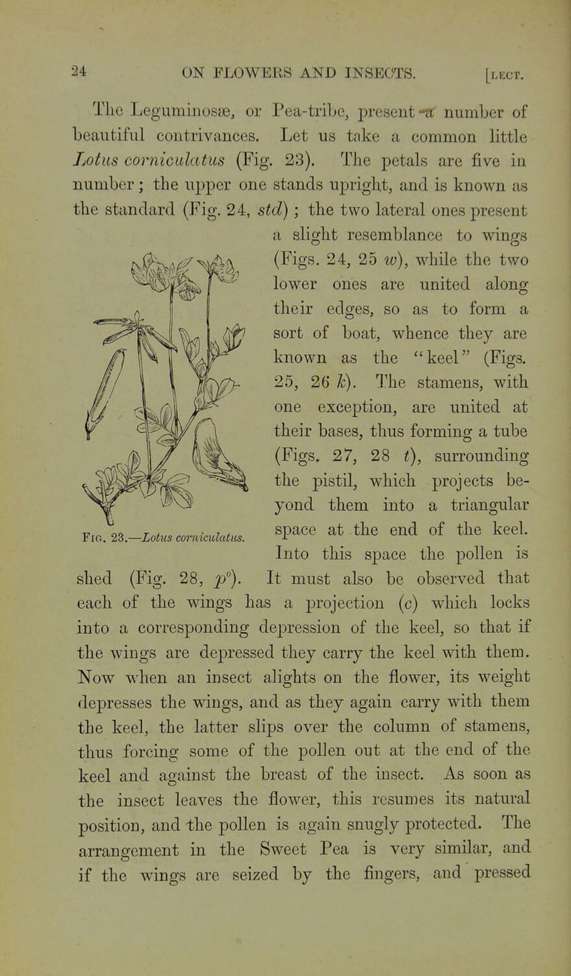 Tlio LeguminosEG, or Pea-tribe, present-ff number of beautiful contrivances. Let us take a common little Lotus corniculatus (Fig. 23). The petals are five in number; the upper one stands upright, and is known as the standard (Fig. 24, std); the two lateral ones present a slight resemblance to wings (Figs. 24, 25 w), while the two lower ones are united along their edges, so as to form a sort of boat, whence they are known as the keel (Figs. 25, 26 k). The stamens, with one exception, are united at their bases, thus forming a tube (Figs. 27, 28 t), surrounding the pistil, which projects be- yond them into a triangular F,a. 2B.-Lotus corniculaUcs. ^P^^^ ^^/^^^ ^ud of the keel. Into this space the pollen is shed (Fig. 28, It must also be observed that each of the wings has a projection (c) which locks into a corresponding depression of the keel, so that if the wings are depressed they carry the keel with them. Now when an insect alights on the flower, its weight depresses the wings, and as they again carry with them the keel, the latter slips over the column of stamens, thus forcing some of the pollen out at the end of the keel and against the breast of the insect. As soon as the insect leaves the flower, this resumes its natural position, and the pollen is again snugly protected. The arrangement in the Sweet Pea is very similar, and if the wings are seized by the fingers, and pressed
