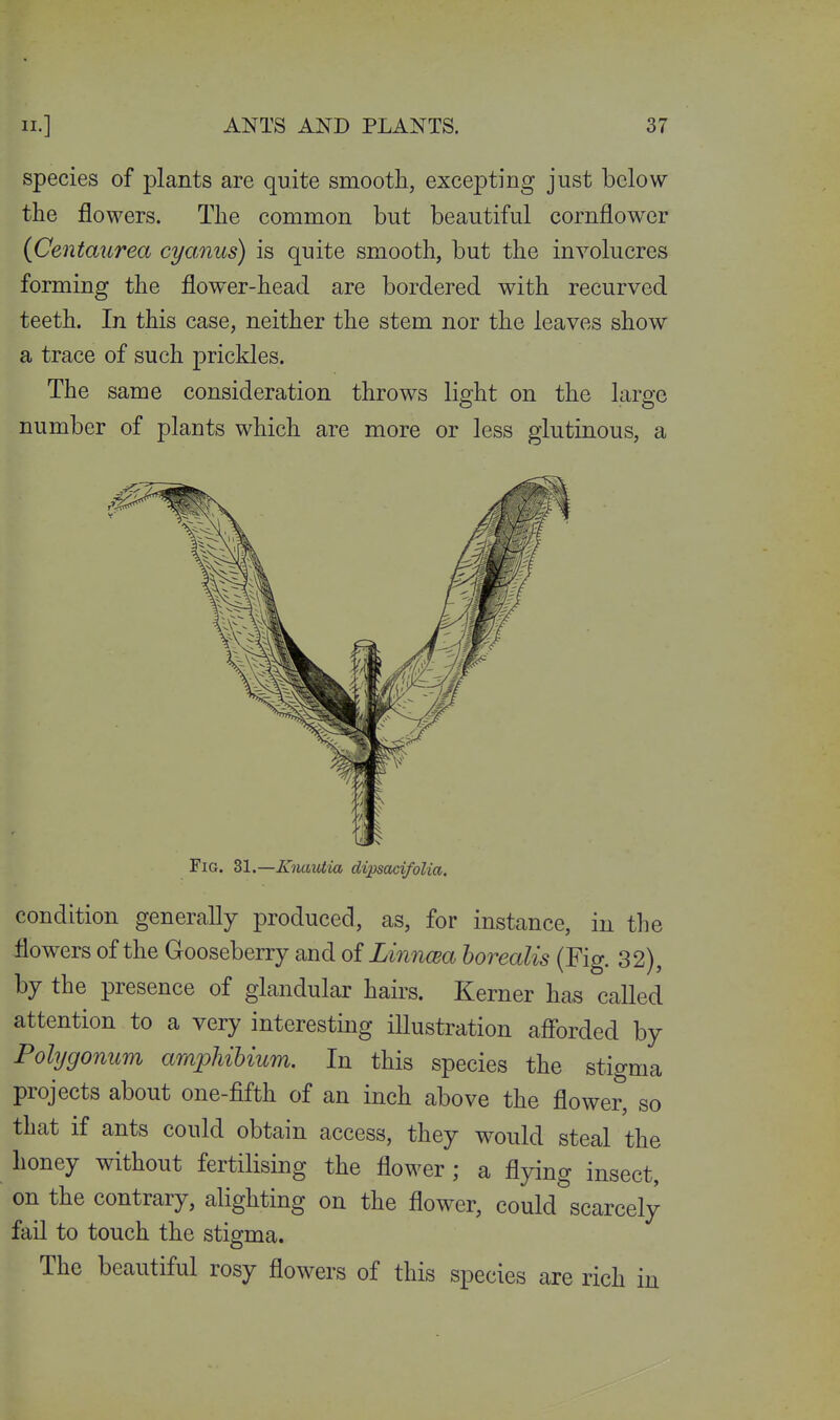 species of plants are quite smootli, exce^Dting just below the flowers. The common but beautiful cornflower {Centaurea cyanus) is quite smooth, but the involucres forming the flower-head are bordered with recurved teeth. In this case, neither the stem nor the leaves show a trace of such prickles. The same consideration throws light on the large number of plants which are more or less glutinous, a Fig. 31.—Knaviia dipsacifolia. condition generally produced, as, for instance, in the flowers of the Gooseberry and oiLinncea horealis (Fig. 32), by the presence of glandular hairs. Kerner has called attention to a very interesting illustration afibrded by Polygonum amphihium. In this species the stigma projects about one-fifth of an inch above the flower, so that if ants could obtain access, they would steal the honey without fertilising the flower; a flying insect, on the contrary, alighting on the flower, could scarcely fail to touch the stigma. The beautiful rosy flowers of this species are rich in