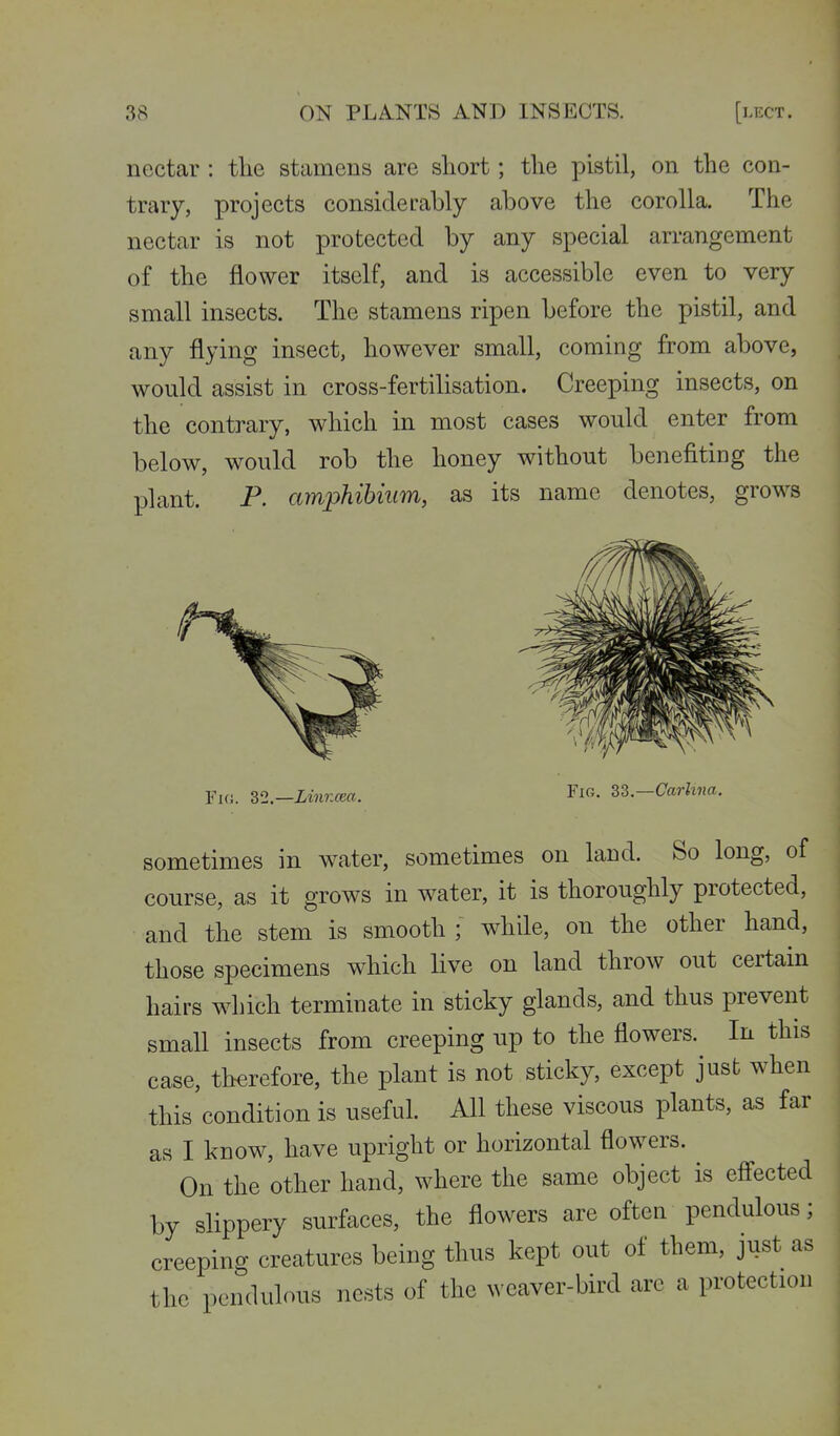 nectar : the stamens are short; the pistil, on the con- trary, projects considerably above the corolla. The nectar is not protected by any special arrangement of the flower itself, and is accessible even to very small insects. The stamens ripen before the pistil, and any flying insect, however small, coming from above, would assist in cross-fertilisation. Creeping insects, on the contrary, which in most cases would enter from below, would rob the honey without benefiting the plant. P. amphibiiim, as its name denotes, grows Fk;. 32.—Linncea. Fig. 33.—Carhna. sometimes in water, sometimes on land. So long, of course, as it grows in water, it is thoroughly protected, and the stem is smooth; while, on the other hand, those specimens which live on land throw out certain hairs which terminate in sticky glands, and thus prevent small insects from creeping up to the flowers. In this case, therefore, the plant is not sticky, except just when this condition is useful. All these viscous plants, as far as I know, have upright or horizontal flowers. On the other hand, where the same object is efi'ected by slippery surfaces, the flowers are often pendulous; creeping creatures being thus kept out of them, just as the pendulous nests of the weaver-bird arc a protection