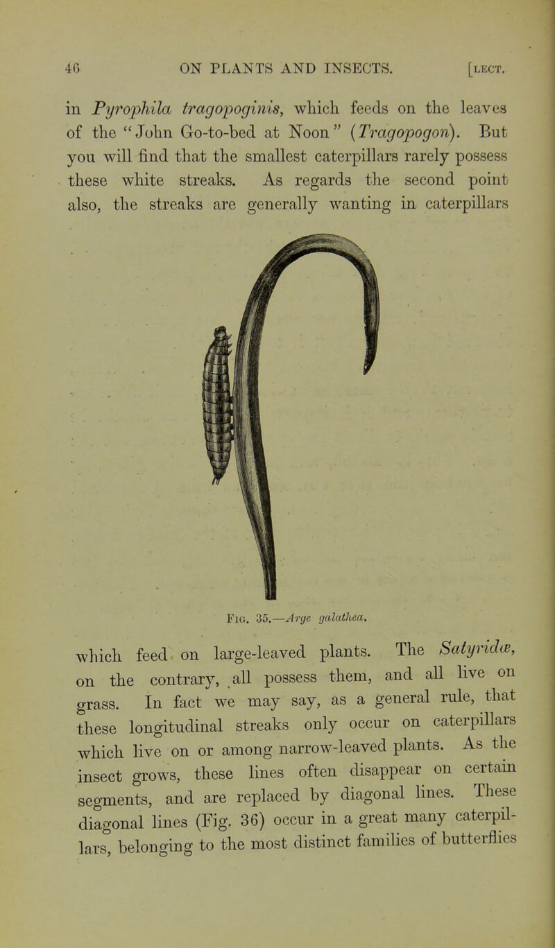 in Pyrophila tragopoginis, which feeds on the leaves of the John Go-to-bed at Noon (Tragopogon). But you will find that the smallest caterpillars rarely possess these white streaks. As regards the second point also, the streaks are generally wanting in caterpillars Fig. 35.—Arge galathca. which feed on large-leaved plants. The Satyridw, on the contrary, .all possess them, and all live on grass. In fact we may say, as a general rule, that these longitudinal streaks only occur on caterpillars which live on or among narrow-leaved plants. As the insect grows, these lines often disappear on certain segments, and are replaced by diagonal lines. These diagonal lines (Fig. 36) occur in a great many caterpil- lars, belonging to the most distinct families of butterflies