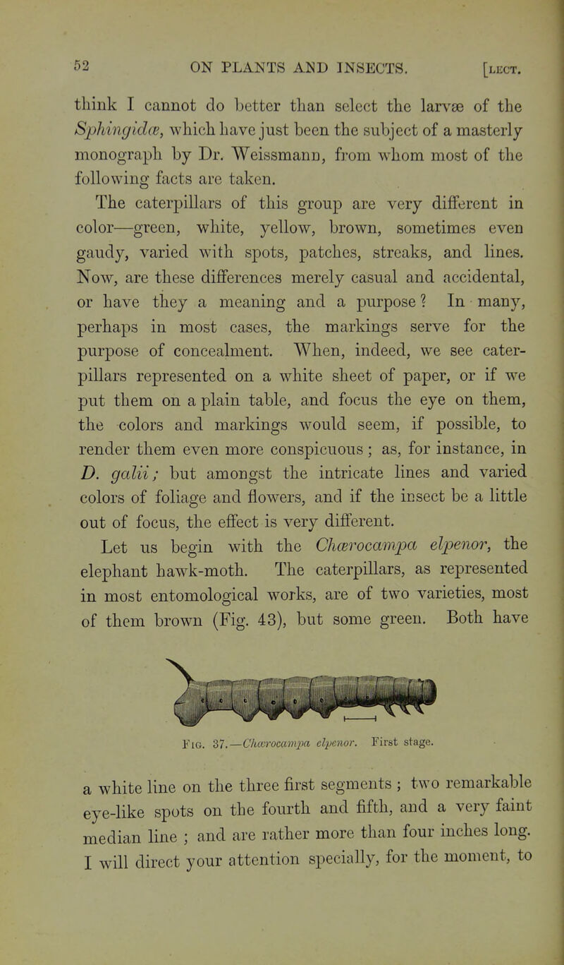 think I cannot do better than select the larvse of the SphingidcB, which have just been the subject of a masterly monograph by Dr. Weissmann, from whom most of the following facts are taken. The caterpillars of this group are very different in color—green, white, yellow, brown, sometimes even gaudy, varied with spots, patches, streaks, and lines. Now, are these differences merely casual and accidental, or have they a meaning and a purpose ? In many, perhaps in most cases, the markings serve for the purpose of concealment. When, indeed, we see cater- pillars represented on a white sheet of paper, or if we put them on a plain table, and focus the eye on them, the colors and markings would seem, if possible, to render them even more conspicuous ; as, for instance, in D. gain; but amongst the intricate lines and varied colors of foliage and flowers, and if the insect be a little out of focus, the effect is very different. Let us begin with the Chcerocampa elpenor, the elephant hawk-moth. The caterpillars, as represented in most entomological works, are of two varieties, most of them brown (Fig. 43), but some green. Both have Fig. 37.—Chccrocam]pa cl'penor. First stage. a white line on the three first segments ; two remarkable eye-like spots on the fourth and fifth, and a very faint median line ; and are rather more than four inches long. I will direct your attention specially, for the moment, to