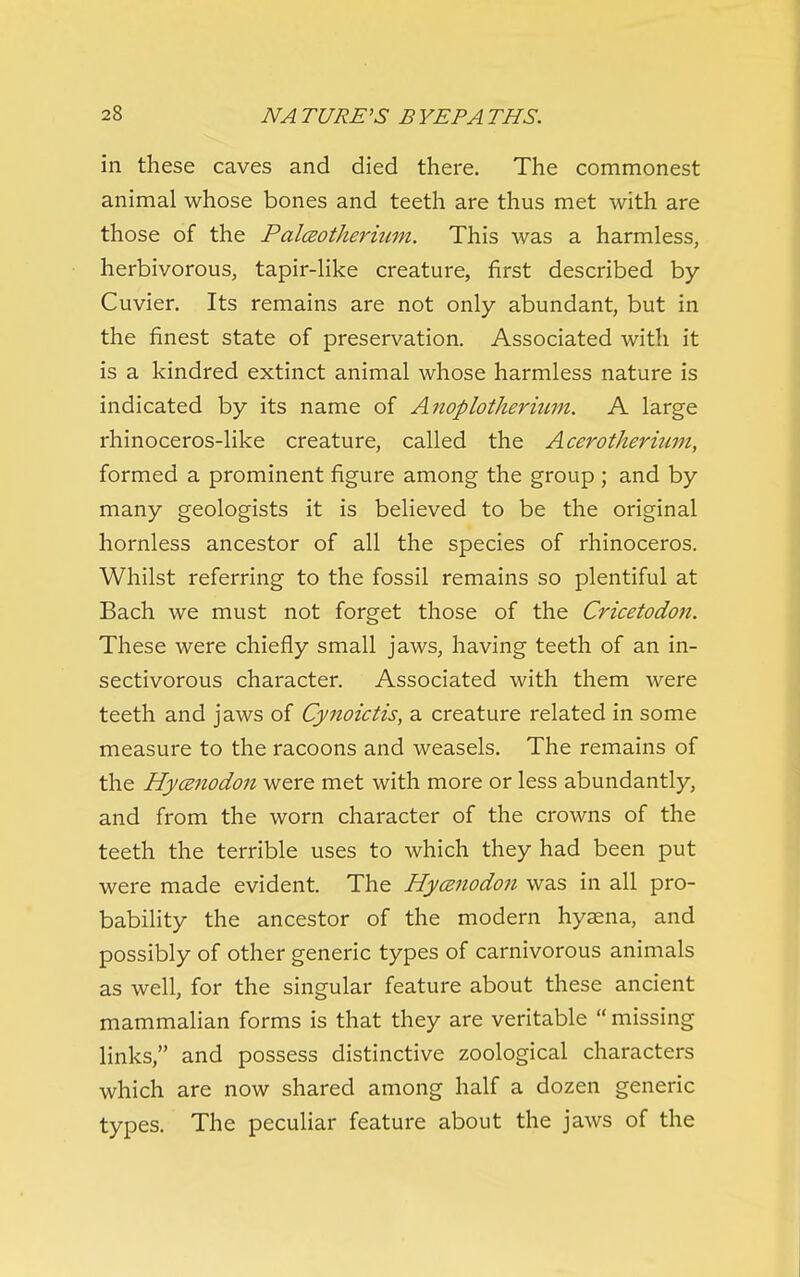 in these caves and died there. The commonest animal whose bones and teeth are thus met with are those of the Palceotherium. This was a harmless, herbivorous, tapir-like creature, first described by Cuvier. Its remains are not only abundant, but in the finest state of preservation. Associated with it is a kindred extinct animal whose harmless nature is indicated by its name of Anoplothermm. A large rhinoceros-like creature, called the Acerotherium, formed a prominent figure among the group ; and by many geologists it is believed to be the original hornless ancestor of all the species of rhinoceros. Whilst referring to the fossil remains so plentiful at Bach we must not forget those of the Cricetodon. These were chiefly small jaws, having teeth of an in- sectivorous character. Associated with them were teeth and jaws of Cynoictis, a creature related in some measure to the racoons and weasels. The remains of the HycBnodoii were met with more or less abundantly, and from the worn character of the crowns of the teeth the terrible uses to which they had been put were made evident. The Hycenodon was in all pro- bability the ancestor of the modern hyaena, and possibly of other generic types of carnivorous animals as well, for the singular feature about these ancient mammalian forms is that they are veritable  missing links, and possess distinctive zoological characters which are now shared among half a dozen generic types. The peculiar feature about the jaws of the