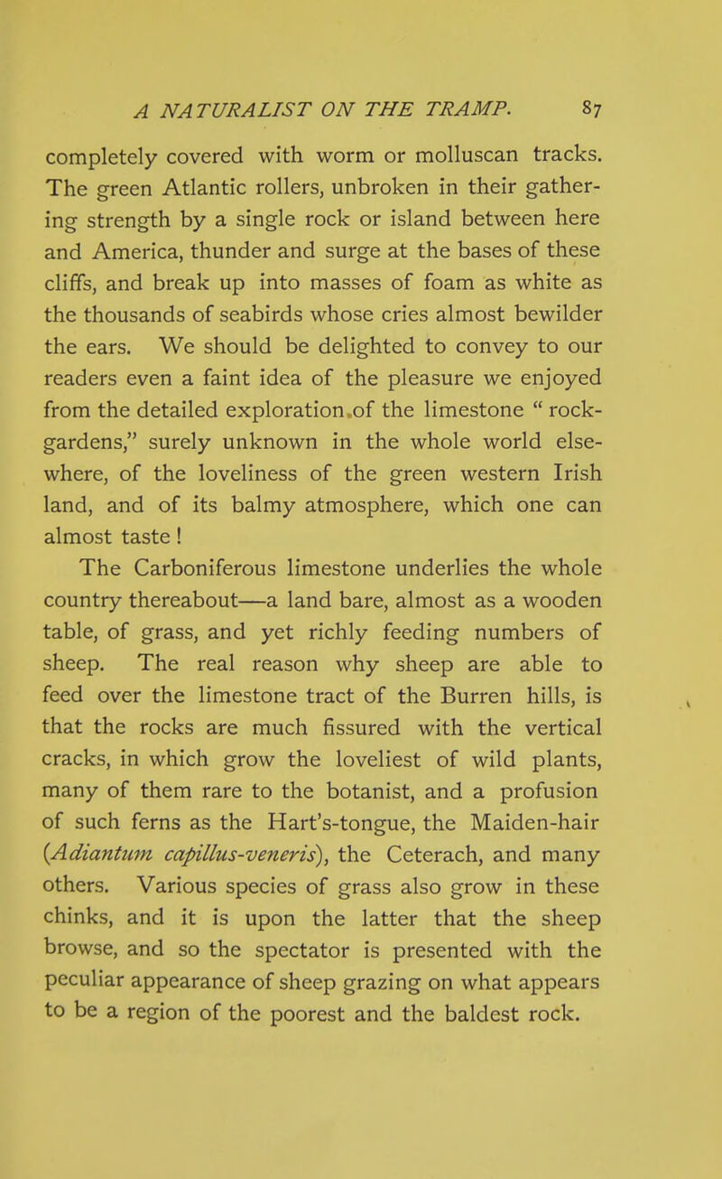 completely covered with worm or molluscan tracks. The green Atlantic rollers, unbroken in their gather- ing strength by a single rock or island between here and America, thunder and surge at the bases of these cliffs, and break up into masses of foam as white as the thousands of seabirds whose cries almost bewilder the ears. We should be delighted to convey to our readers even a faint idea of the pleasure we enjoyed from the detailed exploration .of the limestone  rock- gardens, surely unknown in the whole world else- where, of the loveliness of the green western Irish land, and of its balmy atmosphere, which one can almost taste! The Carboniferous limestone underlies the whole country thereabout—a land bare, almost as a wooden table, of grass, and yet richly feeding numbers of sheep. The real reason why sheep are able to feed over the limestone tract of the Burren hills, is that the rocks are much fissured with the vertical cracks, in which grow the loveliest of wild plants, many of them rare to the botanist, and a profusion of such ferns as the Hart's-tongue, the Maiden-hair {Adiantum capillus-veneris), the Ceterach, and many others. Various species of grass also grow in these chinks, and it is upon the latter that the sheep browse, and so the spectator is presented with the peculiar appearance of sheep grazing on what appears to be a region of the poorest and the baldest rock.