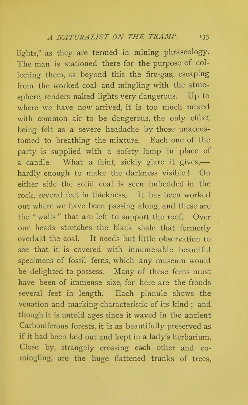 lights, as they are termed in mining phraseology. The man is stationed there for the purpose of col- lecting them, as beyond this the fire-gas, escaping from the worked coal and mingling with the atmo- sphere, renders naked lights very dangerous. Up to where we have now arrived, it is too much mixed with common air to be dangerous, the only effect being felt as a severe headache by those unaccus- tomed to breathing the mixture. Each one of the party is supplied with a safety-lamp in place of a candle. What a faint, sickly glare it gives,— hardly enough to make the darkness visible ! On either side the solid coal is seen imbedded in the rock, several feet in thickness. It has been worked out where we have been passing along, and these are the  walls  that are left to support the roof. Over our heads stretches the black shale that formerly overlaid the coal. It needs but little observation to see that it is covered with innumerable beautiful specimens of fossil ferns, which any museum would be delighted to possess. Many of these ferns must have been of immense size, for here are the fronds several feet in length. Each pinnule shows the venation and marking characteristic of its kind ; and though it is untold ages since it waved in the ancient Carboniferous forests, it is as beautifully preserved as if it had been laid out and kept in a lady's herbarium. Close by, strangely crossing each other and co- mingling, are the huge flattened trunks of trees,