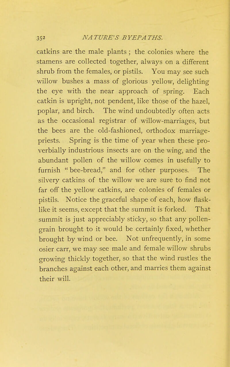 catkins are the male plants ; the colonies where the stamens are collected together, always on a different shrub from the females, or pistils. You may see such willow bushes a mass of glorious yellow, delighting the eye with the near approach of spring. Each catkin is upright, not pendent, like those of the hazel, poplar, and birch. The wind undoubtedly often acts as the occasional registrar of willow-marriages, but the bees are the old-fashioned, orthodox marriage- priests. Spring is the time of year when these pro- verbially industrious insects are on the wing, and the abundant pollen of the willow comes in usefully to furnish  bee-bread, and for other purposes. The silvery catkins of the willow we are sure to find not far off the yellow catkins, are colonies of females or pistils. Notice the graceful shape of each, how flask- like it seems, except that the summit is forked. That summit is just appreciably sticky, so that any pollen- grain brought to it would be certainly fixed, whether brought by wind or bee. Not unfrequently, in some osier carr, we may see male and female willow shrubs growing thickly together, so that the wind rustles the branches against each other, and marries them against their will.