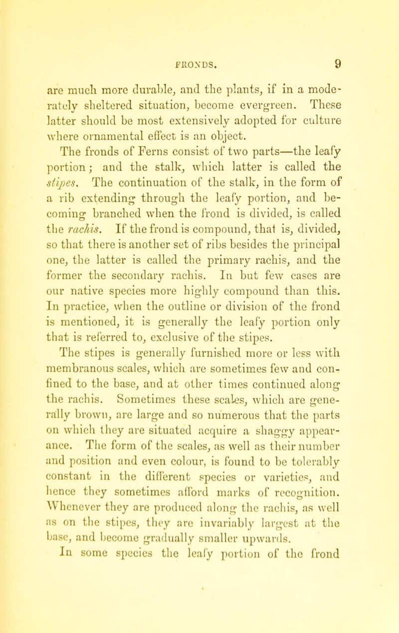 are mucli more durable^ and the plants, if in a mode- rately sheltered situation, become evergreen. These latter should be most extensively adopted for culture where ornamental effect is an object. The fronds of Ferns consist of two parts—the leafy portion; and the stalk, which latter is called the stipes. The continuation of the stalk, in the form of a rib extending through the leafy portion, and be- coming branched when the frond is divided, is called the racJds. If the frond is compound, that is, divided, so that there is another set of ribs besides the principal one, the latter is called the primary rachis, and the former the secondary rachis. In but few cases are our native species more highly compound than this. In practice, when the outline or division of the frond is mentioned, it is generally the leafy portion only that is referred to, exclusive of the stipes. The stipes is generally furnished more or less with membranous scales, which are sometimes few and con- fined to the base, and at other times continued along the rachis. Sometimes these scales, which are gene- rally brown, are large and so numerous that the parts on which they are situated acquire a shaggy appear- ance. The form of the scales, as well as their number and position and even colour, is found to be tolerably constant in the different species or varieties, and hence they sometimes afford marks of recognition. Whenever they are produced along the rachis, as well as on the stipes, they arc invariably largest at the base, and become gradually smaller upwards. In some species the leafy portion of the frond