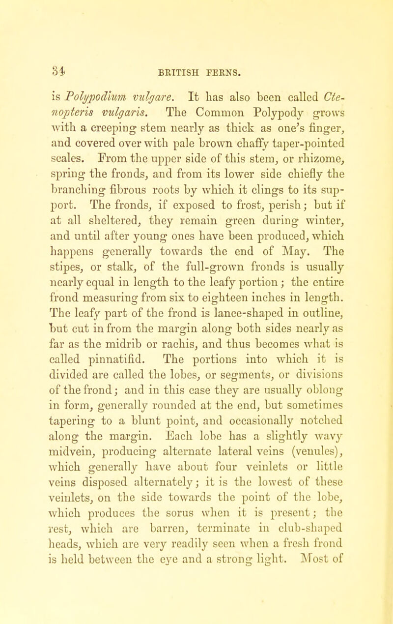 is Poli/podhm vidgare. It has also been called Cie- nopteris vulgaris. The Common Polypody grows with a creeping stem nearly as thick as one's finger, and covered over with pale brown chaffy taper-pointed scales. From the upper side of this stem, or rhizome, spring the fronds, and from its lower side chiefly the branching fibrous roots by which it clings to its sup- port. The fronds, if exposed to frost, perish; but if at all sheltered, they remain green during winter, and until after young ones have been produced, which happens generally towards the end of May. The stipes, or stalk, of the full-grown fronds is usually nearly equal in length to the leafy portion; the entire frond measuring from six to eighteen inches in length. The leafy part of the frond is lance-shaped in outline, but cut in from the margin along both sides nearly as far as the midrib or rachis, and thus becomes what is called pinnatifid. The portions into which it is divided are called the lobes, or segments, or divisions of the frond; and in this case they are usually oblong in form, generally rounded at the end, but sometimes tapering to a blunt point, and occasionally notched along the margin. Each lobe has a slightly wavy midvein, producing alternate lateral veins (venules), which generally have about four veinlets or little veins disposed alternately; it is the lowest of these veinlets, on the side towards the point of the lobe, which produces the sorus when it is present; the rest, which are barren, terminate in club-shaped heads, which are very readily seen when a fresh frond is held between the eye and a strong light. Most of