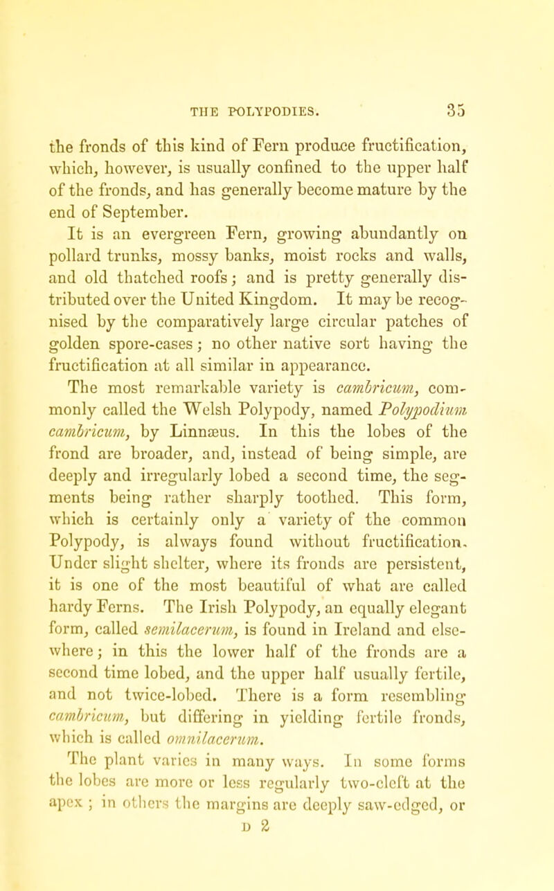 the fronds of this kind of Fern prodace fructification, which, however, is usually confined to the upper half of the fronds, and has generally become mature by the end of September. It is an evergreen Fern, growing abundantly on pollard trunks, mossy banks, moist rocks and walls, and old thatched roofs; and is pretty generally dis- tributed over the United Kingdom. It may be recog- nised by the comparatively large circular patches of golden spore-cases; no other native sort having the fructification at all similar in appearance. The most remarkable variety is camhricmn, com- monly called the Welsh Polypody, named Polyj)odium camlricum, by Linnaeus. In this the lobes of the frond are broader, and, instead of being simple, are deeply and irregularly lobed a second time, the seg- ments being rather sharply toothed. This form, which is certainly only a variety of the common Polypody, is always found without fructification. Under slight shelter, where its fronds are persistent, it is one of the most beautiful of what are called hardy Ferns. The Irish Polypody, an equally elegant form, called semUacerum, is found in Ireland and else- where; in this the lower half of the fronds are a second time lobed, and the upper half usually fertile, and not twice-lobed. There is a form resembling camhricim, but differing in yielding fertile fronds, which is called omnilaceruni. The plant varies in many ways. In some forms the lobes are more or less regularly two-cleft at the apex ; in others the margins are deeply saw-edged, or n 2