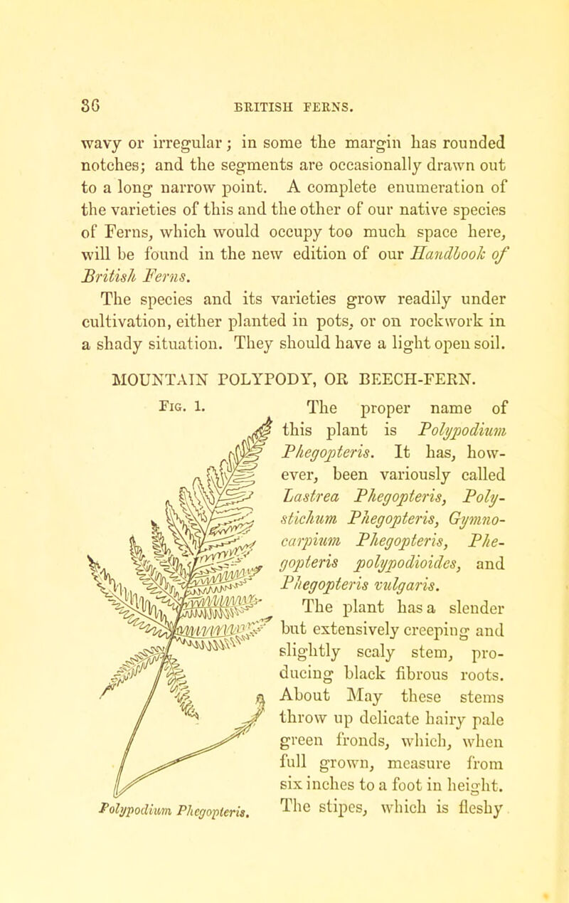 wavy or irregular; in some tlie margin has rounded notches; and the segments are occasionally drawn out to a long narrow point. A complete enumeration of the varieties of this and the other of our native species of Ferns, which would occupy too much space here, will be found in the new edition of our HandlooJc of British Ferns. The species and its varieties grow readily under cultivation, either planted in pots, or on rock work in a shady situation. They should have a light open soil. MOUNTAIN POLYPODY, OR BEECH-FERN. The proper name of this plant is 'Polypodium Thegojpteris. It has, how- ever, been variously called Lastrea Phegopteris, Foly- stichum Phegopteris, Gymno- carpium Phegopteris, Phe- gopteris polypodioides, and Pliegopferis vulgaris. The plant has a slender m^i-'!^^ but extensively creeping and slightly scaly stem, pro- ducing black fibrous roots. About May these stems throw up delicate hairy pale green fronds, wliich, when full grown, measure from six inches to a foot in height. I'ohjpodium Phegopieris. ^^^^ stipes, which is fleshy.