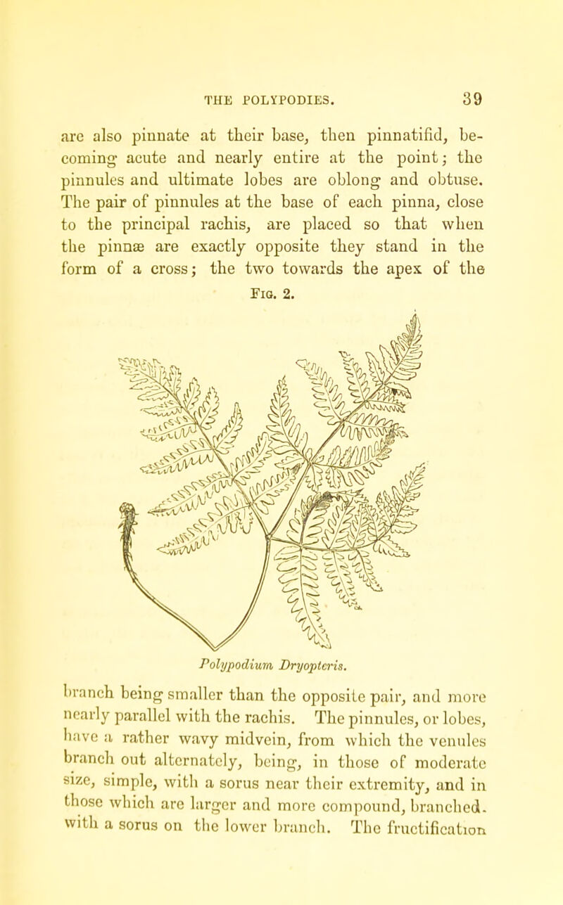 are also pinnate at their base, then pinnatifid, be- coming acute and nearly entire at the point; the pinnules and ultimate lobes are oblong and obtuse. The pair of pinnules at the base of each pinna, close to the principal rachis, are placed so that when the pinnae are exactly opposite they stand in the form of a cross; the two towards the apex of the Fig. 2. Polypodiura Dryopicris. branch being smaller than the opposite pair, and more nearly parallel with the rachis. The pinnules, or lobes, have a rather wavy midvein, from which the venules branch out alternately, being, in those of moderate size, simple, with a sorus near their extremity, and in those which are larger and more compound, branched, with a sorus on the lower branch. The fructification