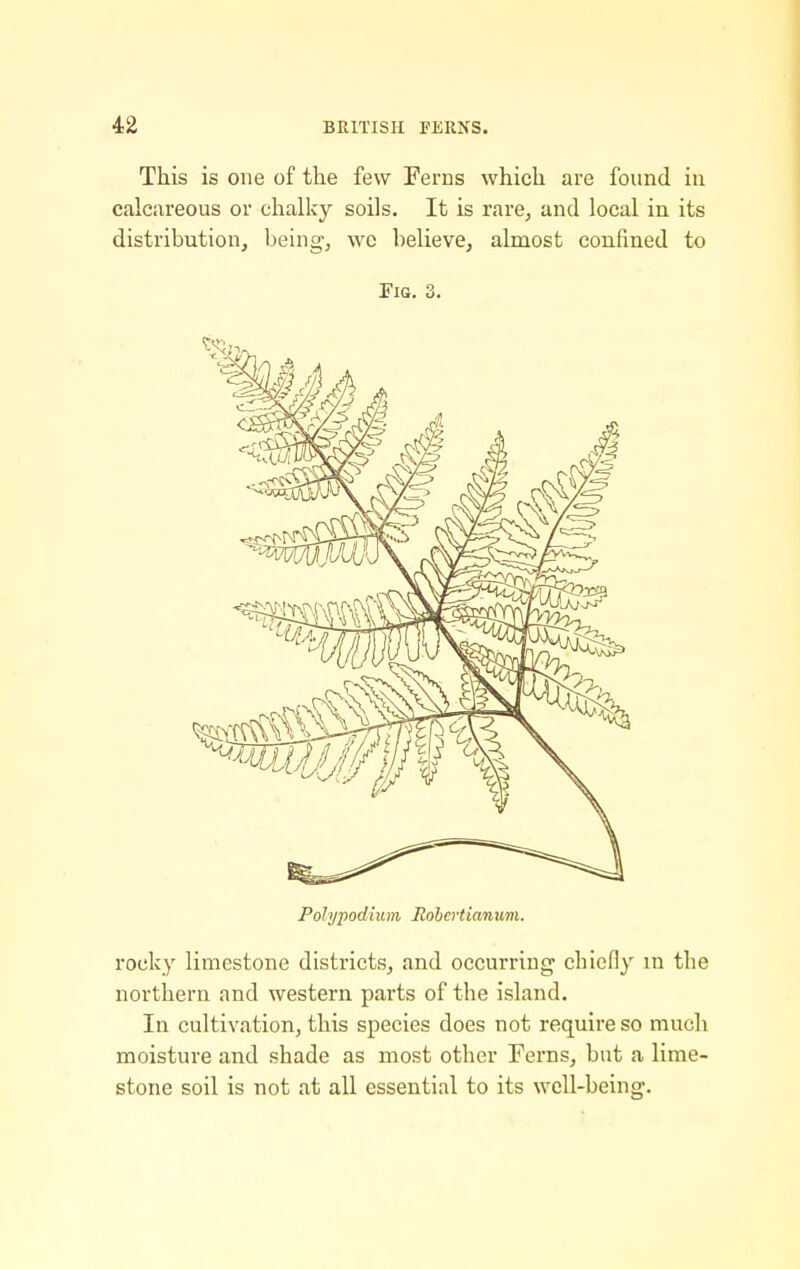 This is one of the few Ferns which are found in calciireous or chalky soils. It is rare^ and local in its distribution, being, wc believe, almost confined to Fig, 3. Polypodium Robcrtianum. rocky limestone districts, and occurring chiefly in the northern and western parts of the island. In cultivation, this species does not require so much moisture and shade as most other Ferns, but a lime- stone soil is not at all essential to its well-being.