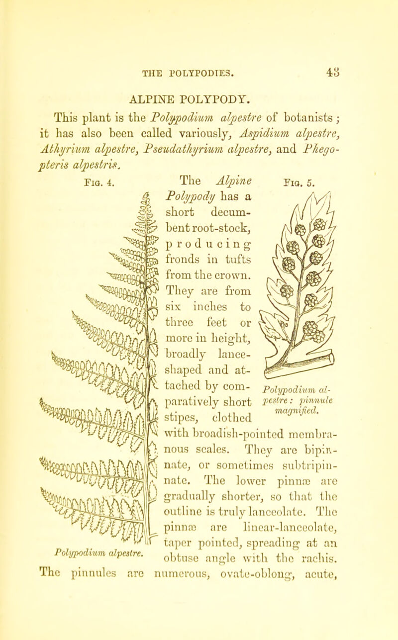 ALPINE POLYPODY. This plant is the Poli/ipodkm alpestre of botanists ; it has also been called variously^ Aspidmm alpestre, Alhynum alpestre, Pseudathi/riim alpcstre, and Fliego- pteris alpestris. Pio. 4. The Alpine Yia. 5. ^ Poly pod ij has a ^ short decum- bent root-stockj producing fronds in tufts from the crown. They are from six inches to three feet or more in height^ broadly lance- shaped and at- tached by com- paratively short stipesj clothed with broadish-pointed membra- nous scales. They are bipin- ^ natCj or sometimes subtripiii- nate. The lower pinnre arc gradually shorter, so tliat the outline is truly lanceolate. The pinna-) are lincar-lanceolatCj f taper pointed, spreading at an, obtuse angle with the rachis. The pinnules are numerous, ovate-oblong, acute, Poh/podium cd- jfcslre: pinnule magnified. Polypodium alpesCre,