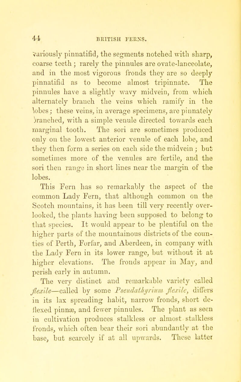 Variously pinnatifid^ the segments notched with sharp, coarse teeth ; rarely the pinnules are ovate-lanceolate, and in the most vigorous fronds they are so deeply pinnatifid as to become almost tripinnate. The pinnules have a slightly wavy midveiu, from which alternately branch the veins which ramify in the \obes; these veins^ in average specimens, are pinnately branched, with a simple venule directed towards each marginal tooth. The sori are sometimes produced only on the lowest anterior venule of each lobe, and they then form a series on each side the midvein ; but sometimes more of the venules are fertile, and the sori then range in short lines near the margin of the lobes. This Fern has so remarkably the aspect of the common Lady Fern, that although common on the Scotch mountains, it has been till very recently over- looked, the plants having been supposed to belong to that species. It would appear to be plentiful on the higher parts of the mountainous districts of the coun- ties of Perth, Forfar, and Aberdeen, in company with the Lady Fern in its lower range, but without it at higher elevations. The fronds appear in May, and perish early in autumn. The very distinct and remarkable variety called Jlexlle—called by some Tsciulathijnum Jlexllc, differs in its lax spreading habit, narrow fronds, short de- llexed pinna3, and fewer pinnules. The plant as seen in cultivation produces stalkless or almost stalkless iVonds, which often bear their sori abundantly at the base, but scarcely if at all upwards. These latter