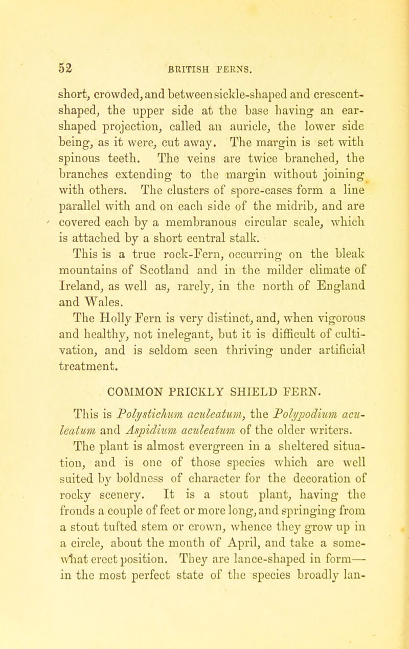 short, crowded, and between sickle-shaped and crescent- shaped, the upper side at the base having an ear- shaped projection, called an auricle, the lower side being, as it were, cut away. The margin is set with spinous teeth. The veins are twice branched, the branches extending to the margin without joining with others. The clusters of spore-cases form a line parallel with and on each side of the midrib, and are •- covered each by a membranous circular scale, which is attached by a short central stalk. This is a true rock-Fern, occurring on the bleak mountains of Scotland and in the milder climate of Ireland, as well as, rarely, in the north of England and Wales. The Holly Fern is very distinct, and, when vigorous and healthy, not inelegant, but it is difficult of culti- vation, and is seldom seen thriving under artificial treatment. COMMON PRICKLY SHIELD FERN. This is PolT/sticJmm aculeatum, the Poli/2:)odium acii- leatum and Aspidinm aculeatum of the older writers. The plant is almost evergreen in a sheltered situa- tion, and is one of those species which are well suited by boldness of character for the decoration of rocky scenery. It is a stout plant, having the fronds a couple of feet or more long, and springing from a stout tufted stem or crown, whence they grow up in a circle, about the month of April, and take a some- what erect position. They are lance-shaped in form— in the most perfect state of the species broadly Ian-