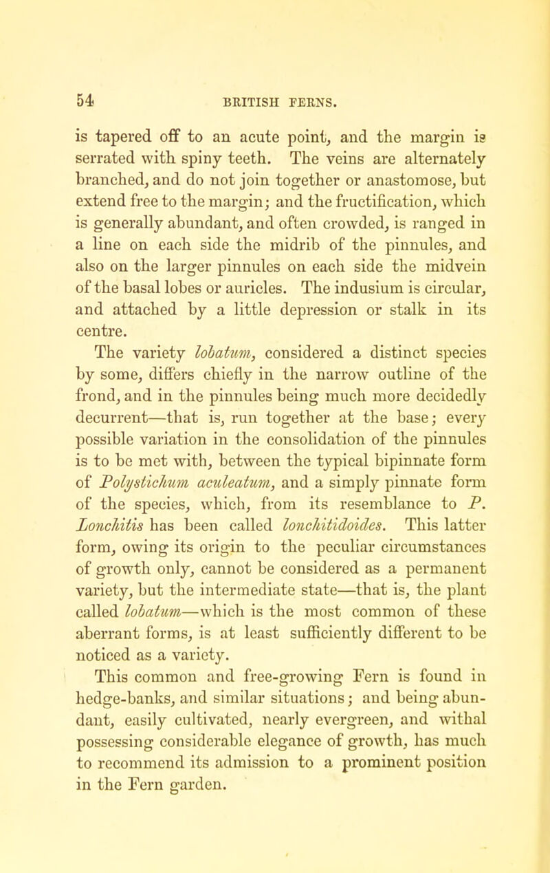 is tapered off to an acute point, and the margin is serrated with spiny teeth. The veins are alternately- branched, and do not join together or anastomose, but extend free to the margin; and the fructification, which is generally abundant, and often crowded, is ranged in a line on each side the midrib of the pinnules, and also on the larger pinnules on each side the midvein of the basal lobes or auricles. The indusium is circular, and attached by a little depression or stalk in its centre. The variety lobaUm, considered a distinct species by some, differs chiefly in the narrow outline of the frond, and in the pinnules being much more decidedly decurrent—that is, run together at the base; every possible variation in the consolidation of the pinnules is to be met with, between the typical bipinnate form of Poli/sticJmm andeatum, and a simply pinnate form of the species, which, from its resemblance to P. Lonchitis has been called loncJdtidoides. This latter form, owing its oi'igin to the peculiar circumstances of growth only, cannot be considered as a permanent variety, but the intermediate state—that is, the plant called lohatum—which is the most common of these aberrant forms, is at least sufficiently different to be noticed as a variety. 1 This common and free-growing Fern is found in hedge-banks, and similar situations; and being abun- dant, easily cultivated, nearly evergreen, and withal possessing considerable elegance of growth, has much to recommend its admission to a prominent position in the Fern garden.
