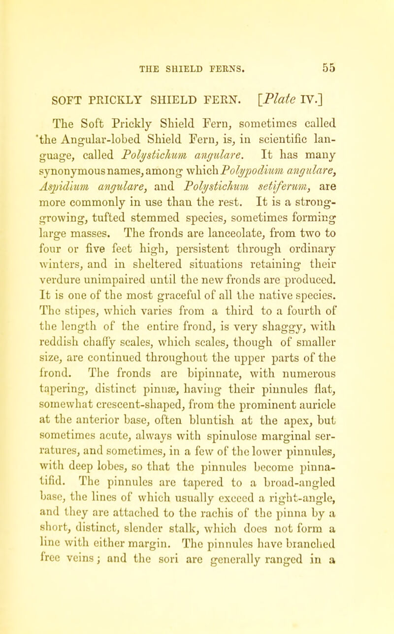 SOFT PRICKLY SHIELD FERN. \JPlate IV.] The Soft Prickly Shield Fern, sometimes called 'the Angular-lobed Shield Feru, is, in scientific lan- guage, called Poli/sticJmm angulare. It has many synonymous names, among \ii\\\ck\]?olijpodium angulare, AspicVmm angulare, and Poli/stichum setiferum, are more commonly in use than the rest. It is a strong- growing, tufted stemmed species, sometimes forming large masses. The fronds are lanceolate, from two to four or five feet high, persistent through ordinary winters, and in sheltered situations retaining their verdure unimpaired until the new fronds are produced. It is one of the most graceful of all the native species. The stipes, which varies from a third to a fourth of the length of the entire frond, is very shaggy, with reddish chaffy scales, which scales, though of smaller size, are continued throughout the upper parts of the frond. The fronds are bipinnate, with numerous tapering, distinct pinnae, having their pinnules flat, somewhat crescent-shaped, from the prominent auricle at the anterior base, often bluntish at the apex, but sometimes acute, always with spinulose marginal ser- ratures, and sometimes, in a few of the lower pinnules, with deep lobes, so that the pinnules become pinna- tifid. The pinnules are tapered to a broad-angled base, the lines of which usually exceed a right-angle, and tliey are attached to the rachis of the pinna by a short, distinct, slender stalk, which does not form a line with either margin. The pinnules have branched free veins; and the sori are generally ranged in a