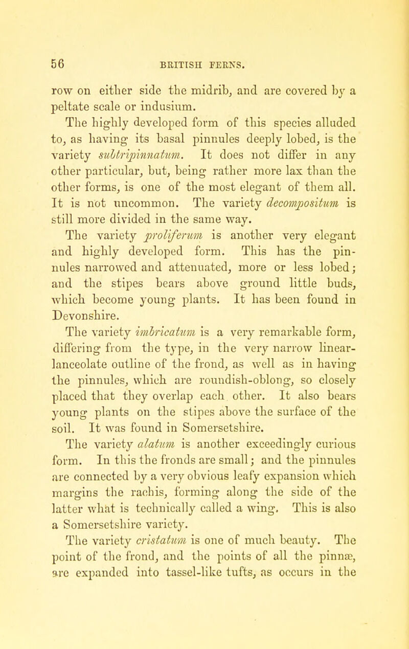 row on either side the midrib, and are covered by a peltate scale or indusium. The highly developed form of this species alluded to, as having its basal pinnules deeply lobed, is the variety sultripinnatim. It does not diflPer in any other particular, but, being rather more lax than the other forms, is one of the most elegant of them all. It is not uncommon. The variety decompositum is still more divided in the same way. The variety proliferim is another very elegant and highly developed form. This has the pin- nules narrowed and attenuated, more or less lobed; and the stipes bears above ground little buds, which become young plants. It has been found in Devonshire. The variety imiricatmn is a very remarkable form, differing from the type, in the very narrow Linear- lanceolate outline of the frond, as well as in having the pinnules, which are roundish-oblong, so closely placed that they overlap each other. It also bears young plants on the stipes above the surface of the soil. It was found in Somersetshire. The variety alatum is another exceedingly curious form. In this the fronds are small; and the pinnules are connected by a very obvious leafy expansion which margins the rachis, forming along the side of the latter what is technically called a wing. This is also a Somersetshire variety. The variety cristatum is one of much beauty. The point of the frond, and the points of all the pinna-, are expanded into tassel-like tufts, as occurs in the