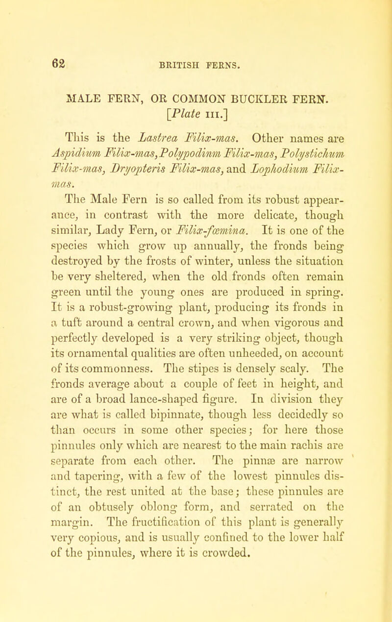 MALE FERN, OR COMMON BUCKLER FERN. [Plate III.] This is the Lastrea Filix-mas. Other names are Aspidkm Filix-mas,Folypoclinm Filix-mas, Folysticlmm Filix-mas, Dri/opteris Filix-mas, and Lophodinm Filix- mas. The Male Fern is so called from its robust appear- ance, in contrast with the more delicate, though similar, Lady Fern, or Filix-famina. It is one of the species which grow up annually, the fronds being destroyed by the frosts of winter, unless the situation be very sheltered, when the old fronds often remain green until the young ones are produced in spring. It is a robust-growing plant, producing its fronds in a tuft around a central crown, and when vigorous and perfectl}^ developed is a very striking object, though its ornamental qualities are often unheeded, on account of its commonness. The stipes is densely scaly. The fronds average about a couple of feet in height, and are of a broad lance-shaped figure. In division they are what is called bipinnate, though less decidedly so than occurs in some other species; for here those pinnules only which are nearest to the main rachis are separate from each other. The pinnae are narrow and tapering, with a few of the lowest pinnules dis- tinct, the rest united at the base; these pinnules are of an obtusely oblong form, and serrated on the margin. The fructification of this plant is generally very copious, and is usually confined to the lower half of the pinnules, where it is crowded.