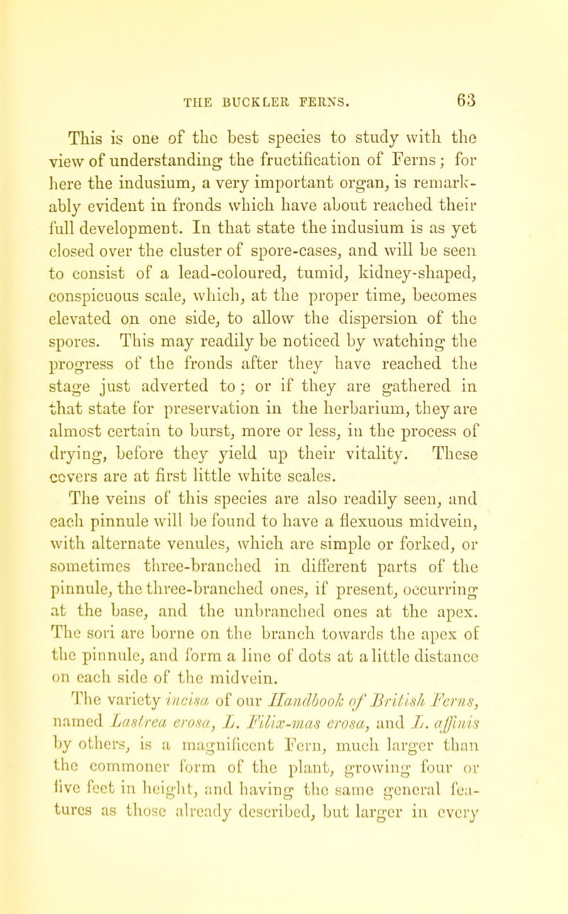 This is one of the best species to study with the view of understanding the fructification of Ferns; for here the indusium^ a very important organ, is remark- ably evident in fronds which have about reached their full development. In that state the indusium is as yet closed over the cluster of spore-cases, and will be seen to consist of a lead-coloured, tumid, kidney-shaped, conspicuous scale, which, at the proper time, becomes elevated on one side, to allow the dispersion of the spores. This may readily be noticed by watching the progress of the fronds after they have reached the stage just adverted to; or if they are gathered in that state for preservation in the herbarium, they are almost certain to burst, more or less, in the process of drying, before they yield up their vitality. These covers are at first little white scales. The veins of this species are also readily seen, and each pinnule will be found to have a flexuous midvein, with alternate venules, which are simple or forked, or sometimes three-branclied in different parts of the pinnule, the three-branched ones, if present, occurring at the base, and the unbranched ones at the apex. The sori are borne on the branch towards the apex of the pinnule, and form a line of dots at a little distance on each side of the midvein. The variety iucisa of our IlandbooJc of BrUish Ferns, named Laslrea erosa, L. FUix-mas crosa, and L. ajjinis by others, is a magnificent Fern, much larger than the commoner form of the plant, growing four or ilvc feet in hciglit, and having the same general fea- tures as those already described, but larger in every