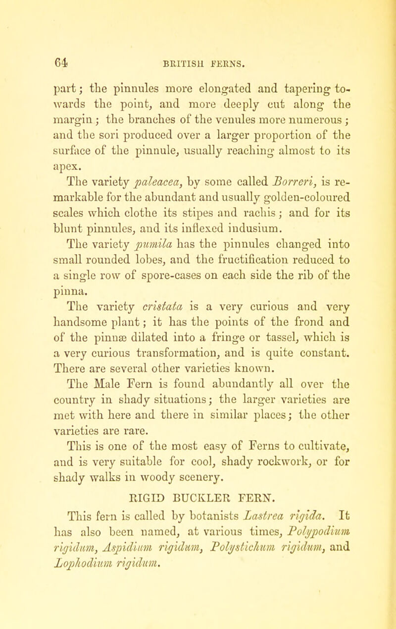 part; the pinnules more elongated and tapering to- wards the point, and more deeply cut along the margin; the branches of the venules more numerous ; and the sori produced over a larger proportion of the surface of the pinnule, usually reaching almost to its apex. The variety paleacea, by some called Borreri, is re- markable for the abundant and usually golden-coloured scales which clothe its stipes and rachis; and for its blunt pinnules, and its inflexed indusium. The variety 2^umila has the pinnules changed into small rounded lobes, and the fructification reduced to a single row of spore-cases on each side the rib of the pinna. The variety cristata is a very curious and very handsome plant; it has the points of the frond and of the pinna3 dilated into a fringe or tassel, which is a very curious transformation, and is quite constant. There are several other varieties known. The Male Fern is found abundantly all over the country in shady situations; the larger varieties are met with here and there in similar places; the other varieties are rare. This is one of the most easy of Ferns to cultivate, and is very suitable for cool, shady rockwork, or for shady walks in woody scenery. RIGID BUCKLER FERN. This fern is called by botanists Lastrea nglda. It has also been named, at various times, Folypodium rigidim, Aspidiim oigidnvi, Foli/stichim r 'lgidum, and LoplLodiiim rigidim.