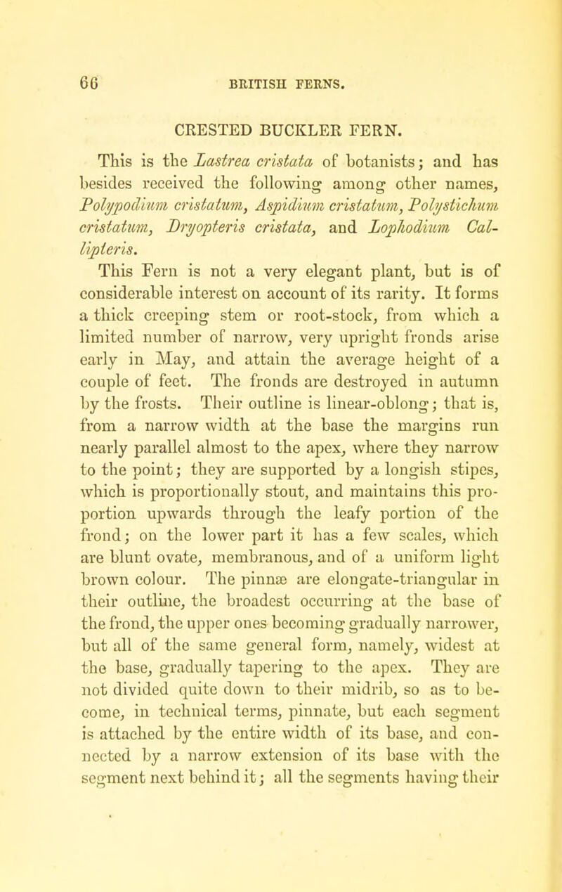 CRESTED BUCKLER FERN. This is the Lastrea cristata of botanists; and has besides received the following among other names, Folypodium cristatum, Aspid'mm cristatum, Polystichum cristatum, Bryopteris cristata, and Lopliodium Cal- lipieris. This Fern is not a very elegant plant, but is of considerable interest on account of its rarity. It forms a thick creeping stem or root-stock, from which a limited number of narrow, very upright fronds arise early in May, and attain the average height of a couple of feet. The fronds are destroyed in autumn by the frosts. Their outline is linear-oblong; that is, from a narrow width at the base the margins run nearly parallel almost to the apex, where they narrow to the point; they are supported by a longish stipes, which is proportionally stout, and maintains this pro- portion upwards through the leafy portion of the frond; on the lower part it has a few scales, which are blunt ovate, membranous, and of a uniform light brown colour. The pinnse are elongate-triangular in their outline, the broadest occurring at the base of the frond, the upper ones becoming gradually narrower, but all of the same general form, namely, widest at the base, gradually tapering to the apex. They are not divided quite down to their midrib, so as to be- come, in technical terms, pinnate, but each segment is attached by the entire width of its base, and con- nected by a narrow extension of its base with the segment next behind it j all the segments having their