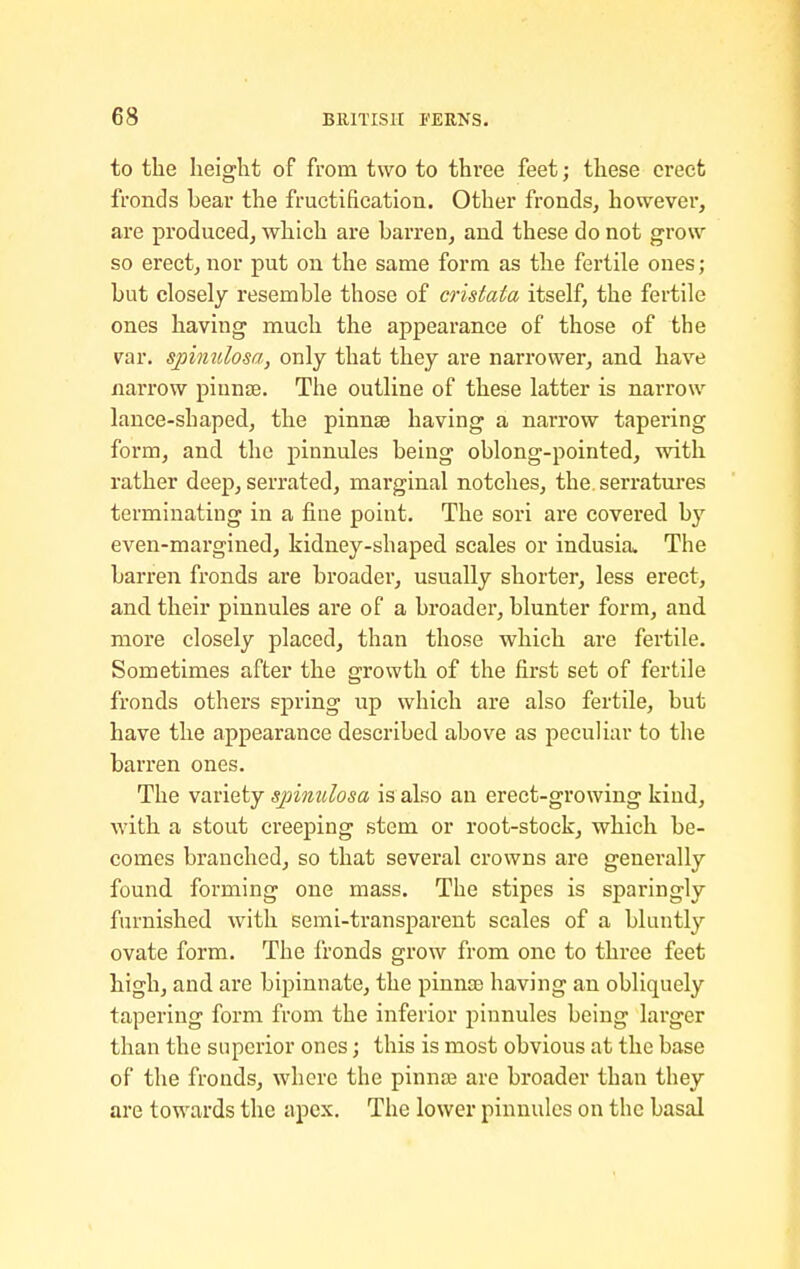 to the height of from two to three feet; these erect fronds bear the fructification. Other fronds, however, are produced, which are barren, and these do not grow so erect, nor put on the same form as the fertile ones; but closely resemble those of cristata itself, the fertile ones having much the appearance of those of the var. spinulosa, only that they are narrower, and have narrow pinnae. The outline of these latter is narrow lance-shaped, the pinnae having a narrow tapering form, and the pinnules being oblong-pointed, with rather deep, serrated, marginal notches, the. serratui'es terminating in a fine point. The sori are covered by even-margined, kidney-shaped scales or indusia. The barren fronds are broader, usually shorter, less erect, and. their pinnules are of a broader, blunter form, and. more closely placed, than those which are fertile. Sometimes after the growth of the first set of fertile fronds others spring up which are also fertile, but have the appearance described above as peculiar to the barren ones. The vanety spimilosa is also an erect-growing kind, with a stout creeping stem or root-stock, which be- comes branched, so that several crowns are generally found forming one mass. The stipes is sparingly furnished with semi-transparent scales of a bluntly ovate form. The fronds grow from one to three feet high, and are bipinnate, the pinnte having an obliquely tapering form from the inferior pinnules being larger than the superior ones; this is most obvious at the base of the fronds, where the pinnaj are broader than they are towards the apex. The lower pinnules on the basal