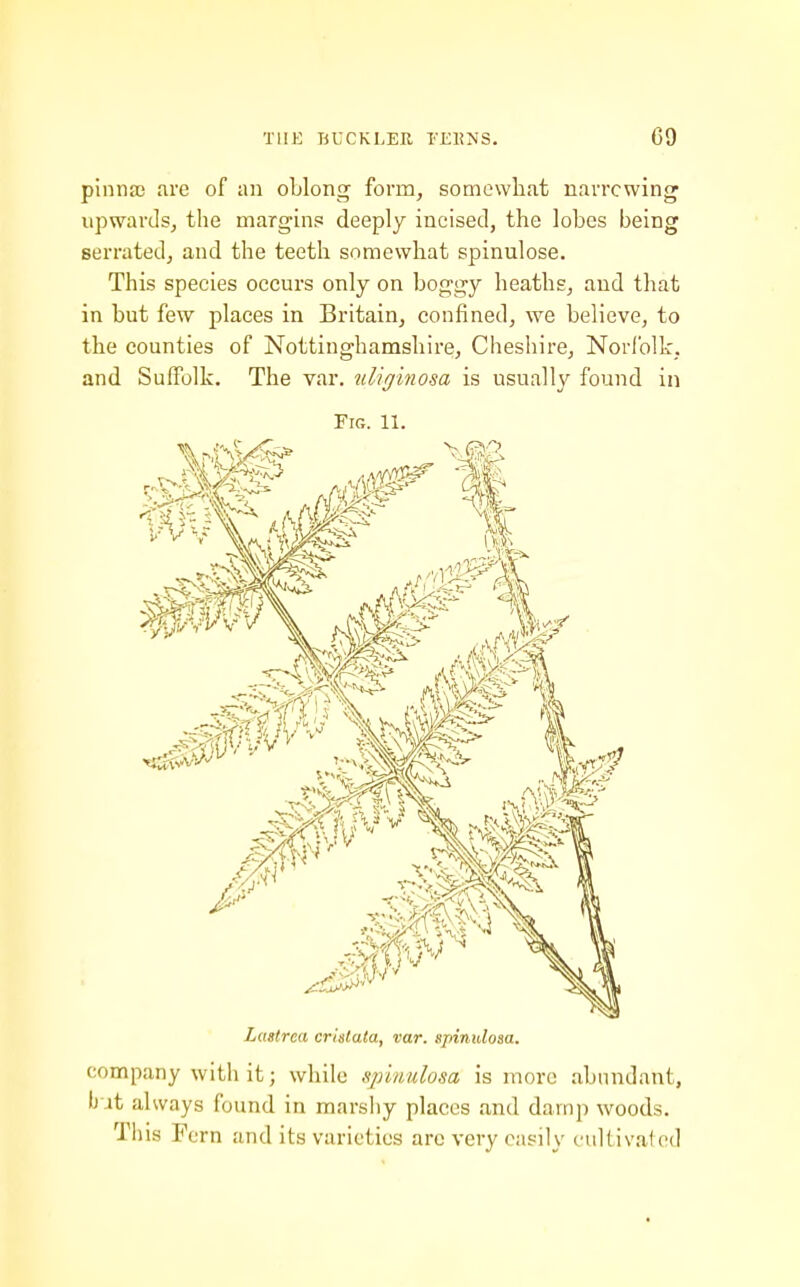 pinnae are of an oLlong form, somewhat narrowing upwards^ the margins deeply incised, the lobes being serrated, and the teeth somewhat spinulose. This species occurs only on boggy heaths, and that in but few places in Britain, confined, we believe, to the counties of Nottinghamshire, Cheshire, Norfolk, and Suffolk. The var. uliginosa is usually found in Fig. 11. Lastrea criatata, var. sjrinidosa. company with it; while spmulosa is more abundant, but always found in marsliy places and damp woods. This Fern and its varieties arc very easily cultivated