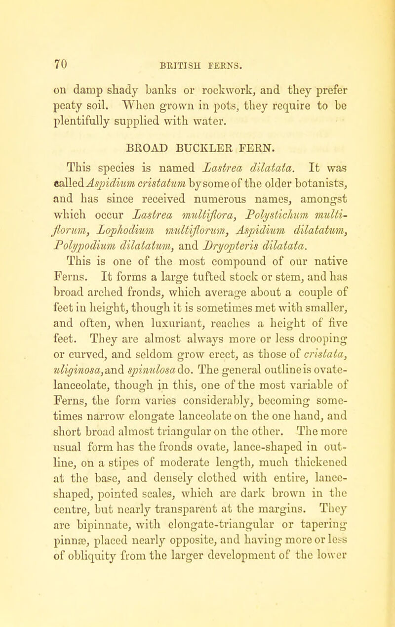 on damp shady banks or rockwork, and they prefer peaty soil. When grown in pots, they require to be plentifully supplied with water. BROAD BUCKLER FERN. This species is named Lastrea dilatata. It was tailed Aspidum cristatum by some of the older botanists, and has since received numerous names, amongst which occur Lastrea muU'tjiora, Polysiichim viulti- jlorum, LopJiodium muUiflorum, Aspidium dilatatim, Polypodium dilaiatum, and Bryopteris dilatata. This is one of the most compound of our native Ferns. It forms a large tufted stock or stem, and has broad arched fronds, which average about a couple of feet in height, though it is sometimes met with smaller, and often, when luxuriant, reaches a height of five feet. They are almost always more or less drooping or curved, and seldom grow erect, as those of cristata, ttliffinosa,And spimilosado. The general outline is ovate- lanceolate, though in this, one of the most variable of Ferns, the form varies considerably, becoming some- times narrow elongate lanceolate on the one hand, and short broad almost triangular on the other. The more usual form has the fronds ovate, lance-shaped in out- line, on a stipes of moderate length, much thickened at the base, and densely clothed with entire, lance- shaped, pointed scales, which are dark brown in the centre, but nearly transparent at the margins. They are bipinnate, with elongate-triangular or tapering pinna3, placed nearly opposite, and having more or kvs of obliquity from the larger development of the lower