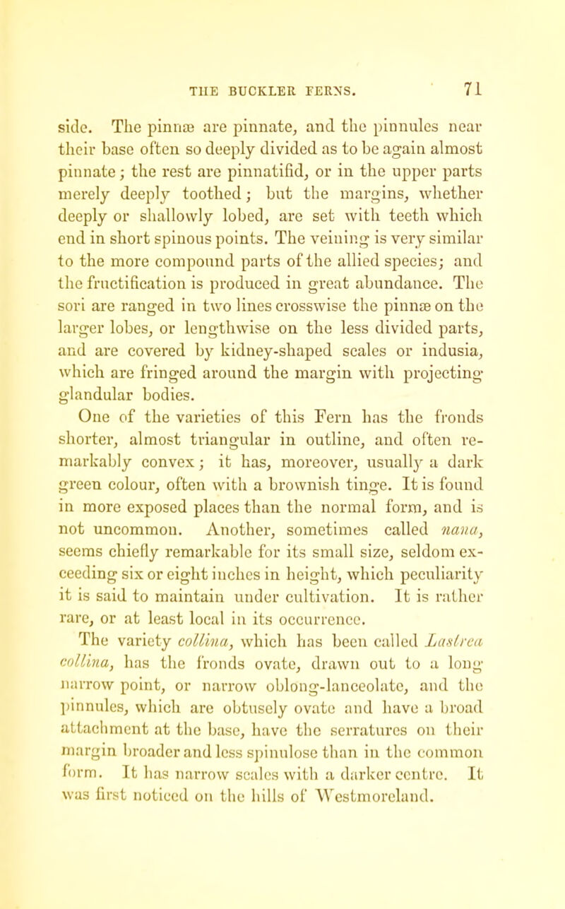 side. The pinnsB are pinnate, and the pinnules near their base often so deeply divided as to be again almost pinnate; the rest are pinnatifid, or in the upper parts merely deeply toothed; but the margins, whether deeply or sliallowly lobed, are set with teeth which end in short spinous points. The veining is very similar to the more compound parts of the allied species; and the fructification is produced in great abundance. The sori are ranged in two lines crosswise the pinnte on the larger lobes, or lengthwise on the less divided parts, and are covered by kidney-shaped scales or indusia, which are fringed around the margin with projecting glandular bodies. One of the varieties of this Fern has the fronds shorter, almost triangular in outline, and often re- markably convex; it has, moreover, usuall}' a dark green colour, often with a brownish tinge. It is found in more exposed places than the normal form, and is not uncommon. Another, sometimes called nana, seems chiefly remarkable for its small size, seldom ex- ceeding six or eight inches in height, which peculiarity it is said to maintain under cultivation. It is rather rare, or at least local in its occurrence. The variety coUina, which has been called Laslrea collina, has the fronds ovate, drawn out to a long JuuTow point, or narrow oblong-lanceolate, and the ])innulcs, which are obtusely ovate and have a broad attachment at the base, have the serratures on their margin broader and less spinulose than in the common f(n-m. It has narrow scales with a darker centre. It was first noticed on the hills of Westmoreland.