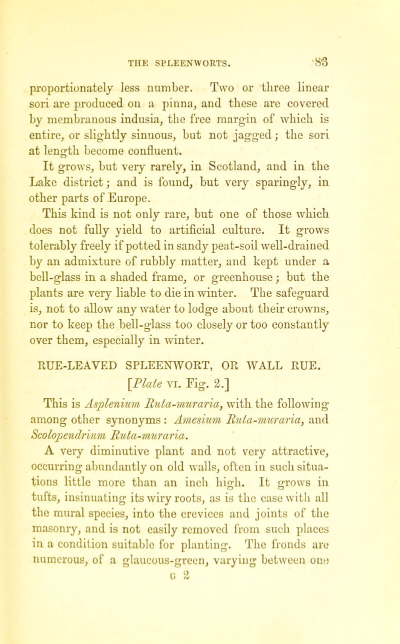 proportionately less number. Two or three linear sori are produced ou a pinna, and these are covered by membranous indusia, the free margin of which is entire, or slightly sinuous, but not jagged; the sori at length become confluent. It grows, but veiy rarely, in Scotland, and in the Lake district; and is found, but very sparingly, in other parts of Europe. This kind is not only rare, but one of those which does not fully yield to artificial culture. It grows tolerably freely if potted in sandy peat-soil well-drained by an admixture of rubbly matter, and kept under a bell-glass in a shaded frame, or greenhouse ; but the plants are very liable to die in winter. The safeguard is, not to allow any water to lodge about their crowns, nor to keep the bell-glass too closely or too constantly over them, especially in winter. RUE-LEAVED SPLEENWORT, OR WALL RUE. [Plate VI. Fig. 2.] This is Asplenitm Ruta-muraria, with the following among other synonyms : Aviesium Ruta-muraria, and Seolopendriim Ruta-muraria. A very diminutive plant and not very attractive, occurring abundantly on old walls, often in such situa- tions little more than an inch hifjh. It ffrows in tufts, insinuating its wiry roots, as is the case witli all the mural species, into the crevices and joints of the masonry, and is not easily removed from such places in a condition suitable for planting. The fronds are numerous, of a glaucous-green, varying between ono 0 2