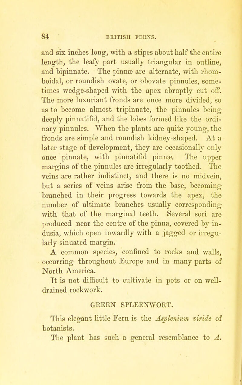 and six inches long, with a stipes about half the entire length, the leafy part usually triangular in outline, and bipinnate. The pinnae are alternate, with rhom- boidal, or roundish ovate, or obovate pinnules, some- times wedge-shaped with the apex abruptly cut off. The more luxuriant fronds are once more divided, so as to become almost tripinnate, the pinnules being deeply pinnatifid, and the lobes formed like the ordi- nary pinnules. When the plants are quite young, the fronds are simple and roundish kidney-shaped. At a later stage of development, they are occasionally only once pinnate, with pinnatifid pinnte. The upper margins of the pinnules are irregularly toothed. The veins are rather indistinct, and there is no midvein, but a series of veins arise from the base, becoming branched in their progress towards the apex, the number of ultimate branches usually corresponding with that of the marginal teeth. Several sori are produced near the centre of the pinna, covered by in- dusia, which open inwardly with a jagged or irregu- larly sinuated margin. A common species, confined to rocks and walls, occurring throughout Europe and in many parts of North America. It is not difficult to cultivate in pots or on well- drained rockwork. GREEN SPLEENWORT. This elegant little Fern is the Asplenium viride of botanists. The plant has such a general resemblance to A.