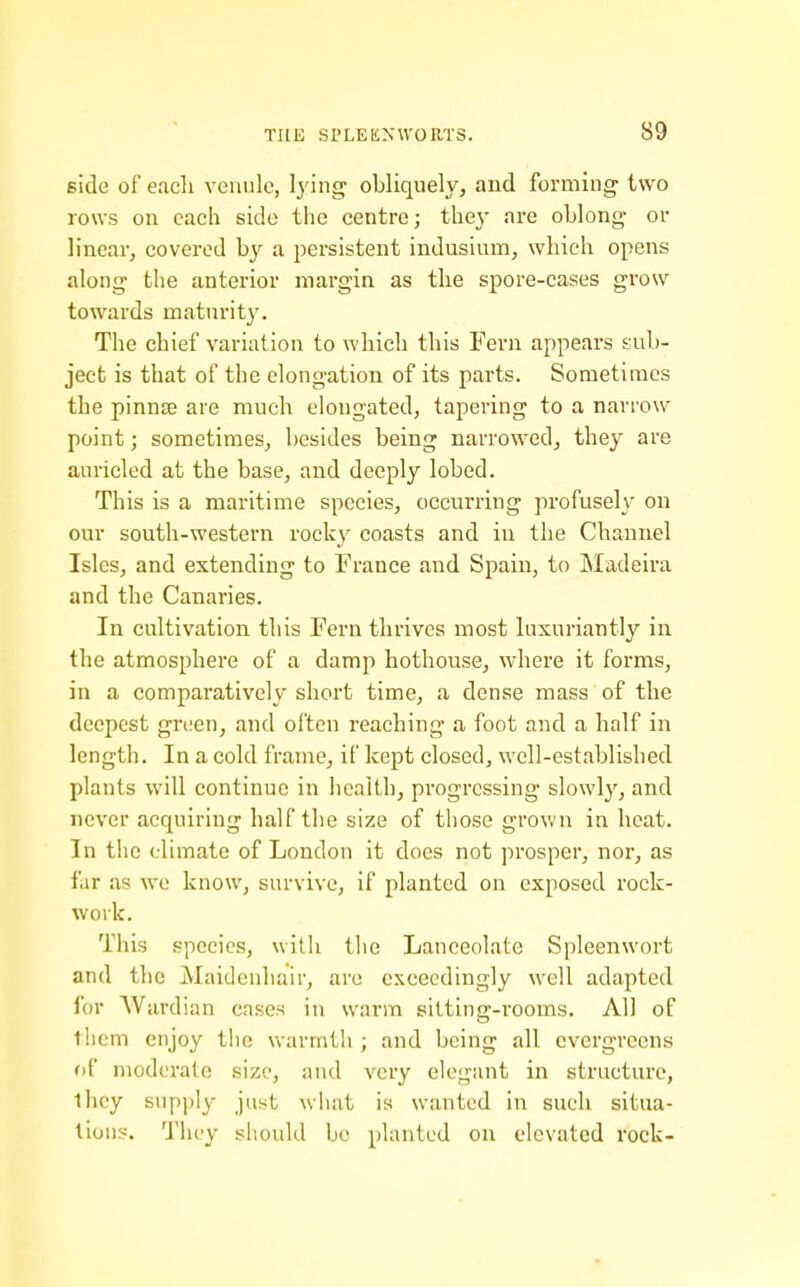 Bide of eacli venule, lying obliquely, and forming two rows on each side the centre; they are oblong or linear, covered by a persistent indusium, which opens along the anterior margin as tlie spore-cases grow towards maturity. The chief variation to which this Fern appears sub- ject is that of the elongation of its parts. Sometimes the pinnjE are much elongated, tapering to a narrow point; sometimes, besides being narrowed, they are auricled at the base, and deeply lobed. This is a maritime species, occurring profusely on our south-western rocky coasts and in the Channel Isles, and extending to France and Spain, to IMadeira and the Canaries. In cultivation this Fern thrives most luxuriantly in the atmosphere of a damp hothouse, where it forms, in a comparatively short time, a dense mass of the deepest green, and often reaching a foot and a half in length. In a cold frame, if kept closed, well-established plants will continue in health, progressing slowly, and never acquiring half the size of those grov.'n in heat. In the climate of London it does not prosper, nor, as far as we know, survive, if planted on exposed rock- woik. This species, with tlie Lanceolate Spleenwort and the Maidenhair, are exceedingly well adapted fur AVardian cases in warm sitting-rooms. All of ihcm enjoy the warmth ; and being all evergreens (if moderate size, and very elegant in structure, lhcy supply just what is wanted in such situa- tions. They should be planted on elevated rock-