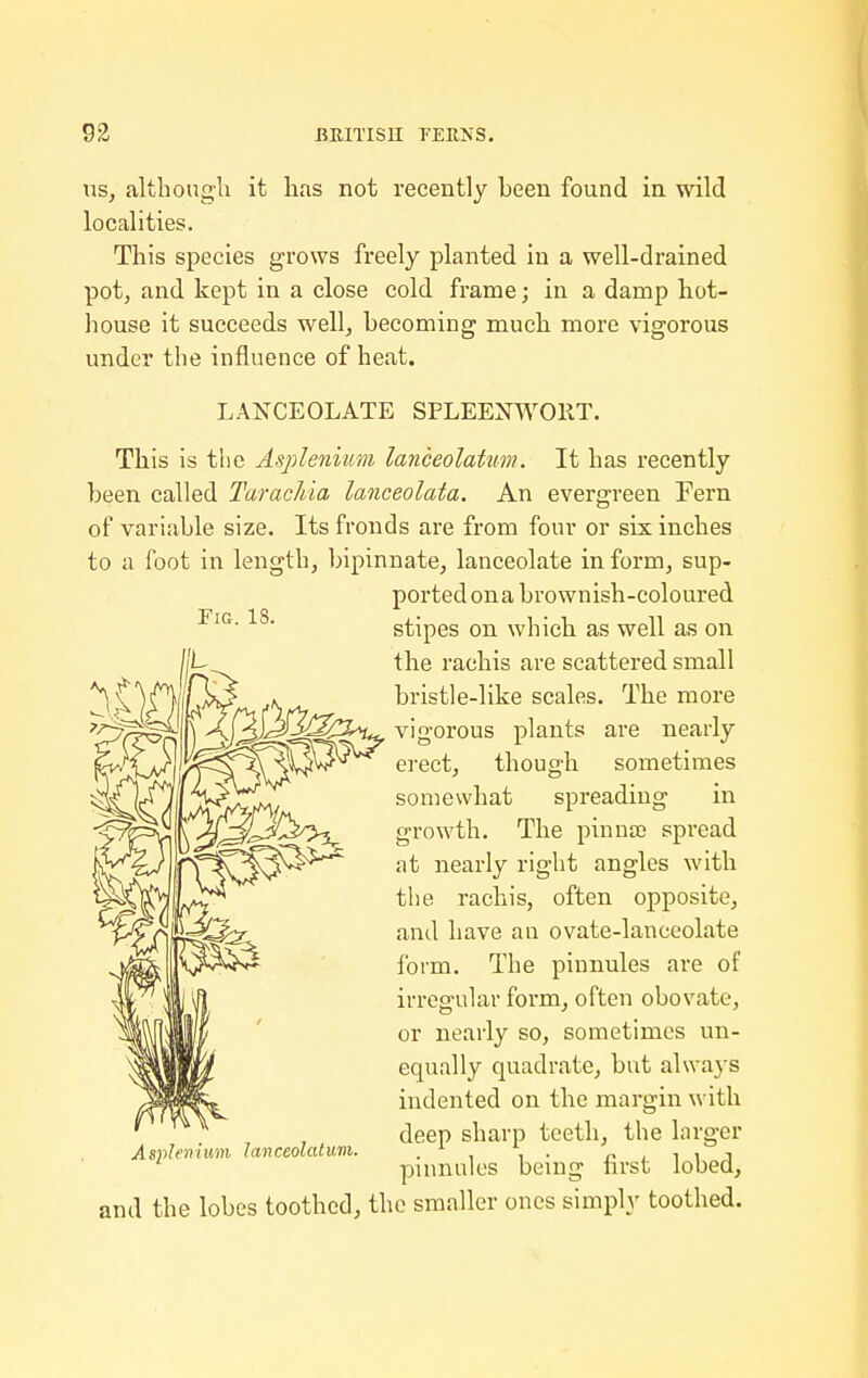 US, although it has not recently been found in wild localities. This species grows freely planted in a well-drained pot, and kept in a close cold frame; in a damp hot- house it succeeds well, becoming much more vigorous under the influence of heat. LANCEOLATE SPLEENWOllT. This is the Asplenimn lanceolatiim. It has recently been called Taracliia lanceolata. An evergreen Fern of variable size. Its fronds are from four or six inches to a foot in length, bipinnate, lanceolate in form, sup- ported ona brownish-coloured stipes on which as well as on the rachis are scattered small bristle-like scales. The more , vigorous plants ai-e nearly erect, though sometimes somewhat spreading in growth. The pinna? spread at nearly right angles with tlie rachis, often opposite, and have an ovate-lanceolate form. The pinnules are of irregular form, often obovate, or nearly so, sometimes un- equally quadrate, but always indented on the margin with deep sharp teeth, the larger pinnules being first lobed, and the lobes toothed^ the smaller ones simply toothed. A spleniuin Ian ceolat um.