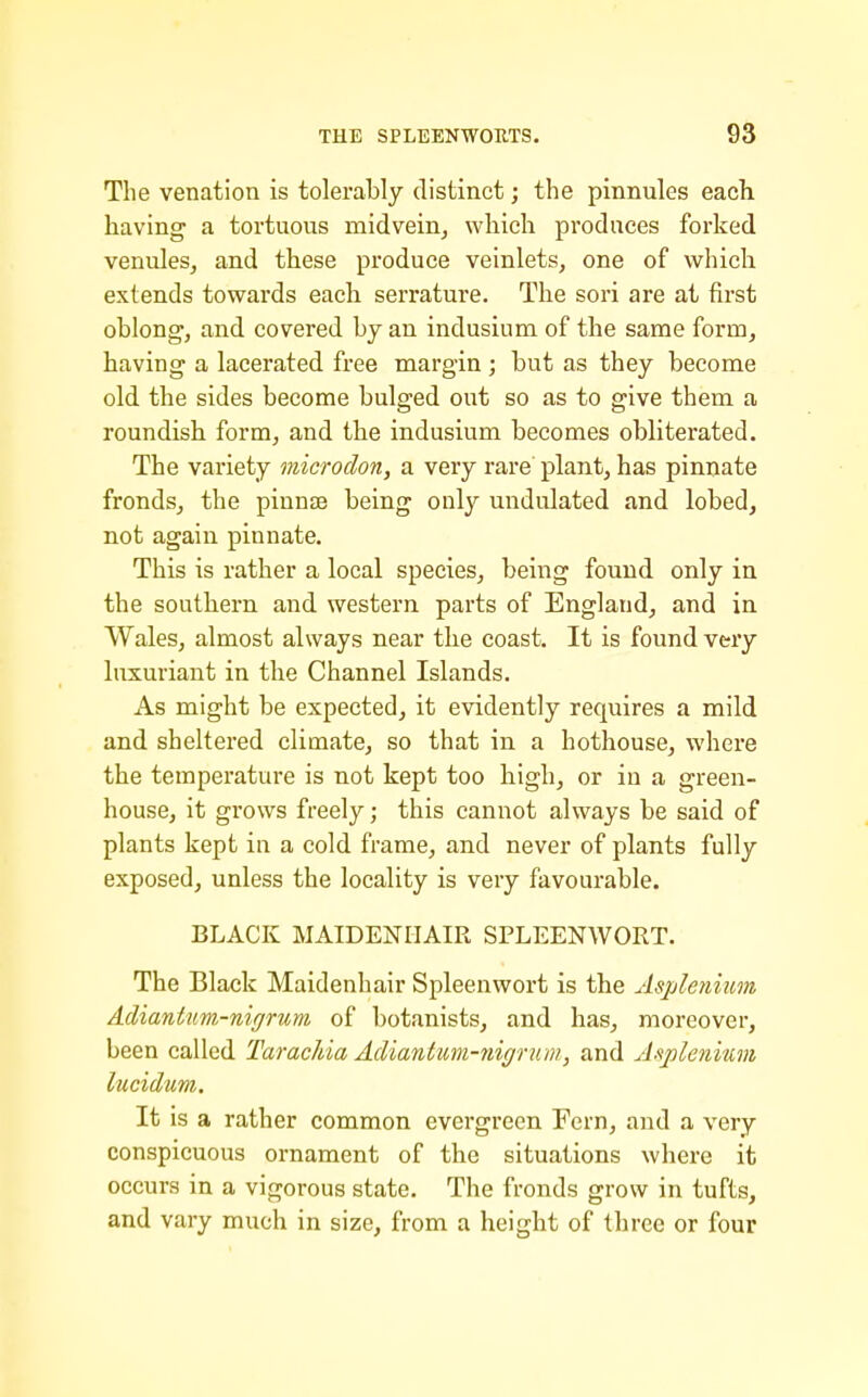 The venation is tolerably distinct; the pinnules eacK having a tortuous midvein, which produces forked venules, and these produce veinlets, one of which extends towards each serrature. The sori are at first oblong, and covered by an indusium of the same form, having a lacerated free margin ; but as they become old the sides become bulged out so as to give them a roundish form, and the indusium becomes obliterated. The variety microdon, a very rare plant, has pinnate fronds, the pinnte being only undulated and lobed, not again pinnate. This is rather a local species, being found only in the southern and western parts of England, and in Wales, almost always near the coast. It is found very luxuriant in the Channel Islands. As might be expected, it evidently requires a mild and sheltered climate, so that in a hothouse, where the temperature is not kept too high, or in a green- house, it grows freely; this cannot always be said of plants kept in a cold frame, and never of plants fully exposed, unless the locality is very favourable. BLACK MAIDENHAIR SPLEENWORT. The Black Maidenhair Spleenwort is the Asplefiium Adiantum-niffrum of botanists, and has, moreover, been called Tarac/da Adiantum-niffrum, and Ai^plenium lucidum. It is a rather common evergreen Fern, and a very conspicuous ornament of the situations where it occurs in a vigorous state. The fronds grow in tufts, and vary much in size, from a height of three or four